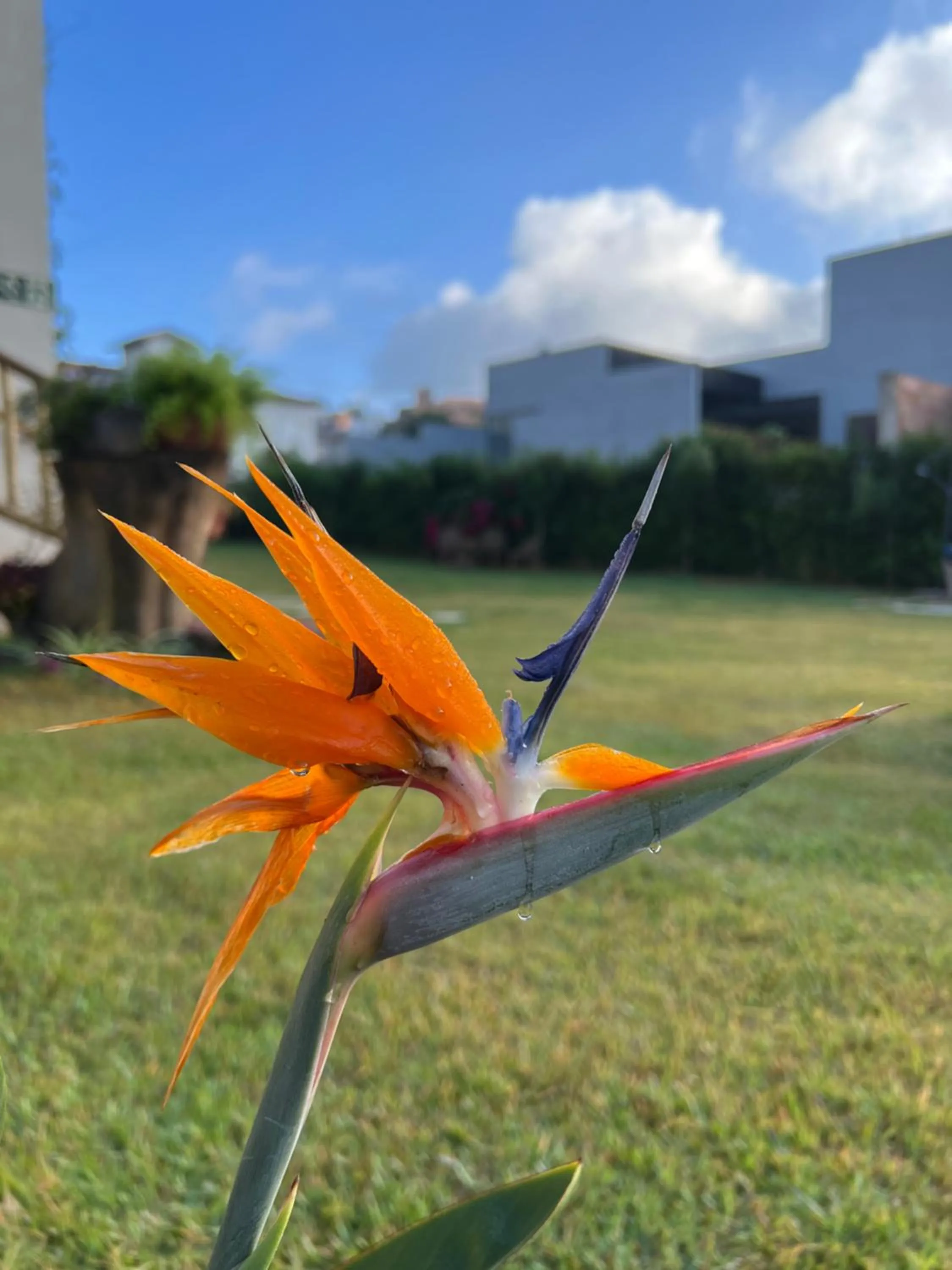 Spring in Pousada Viver Capitólio