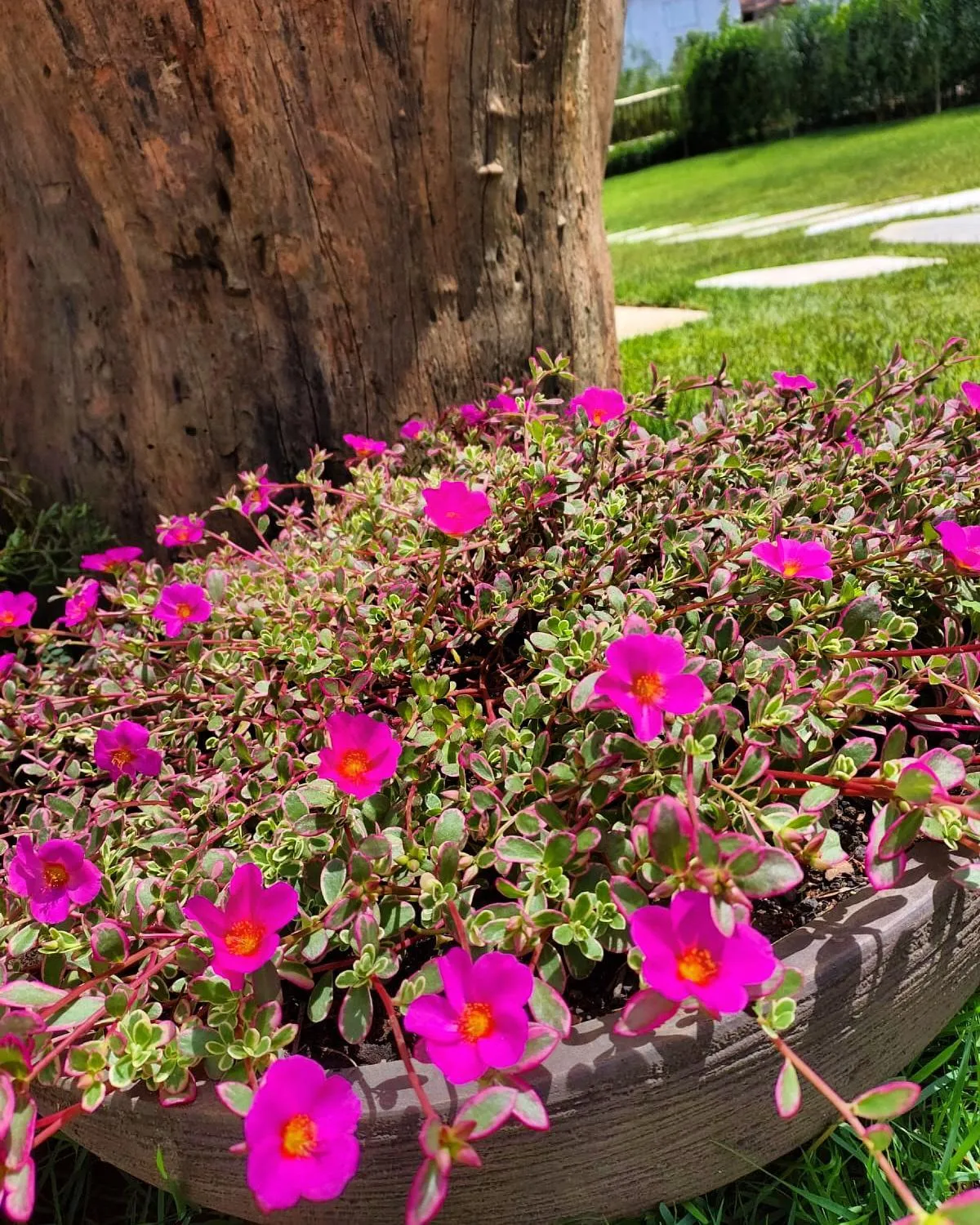 Spring in Pousada Viver Capitólio