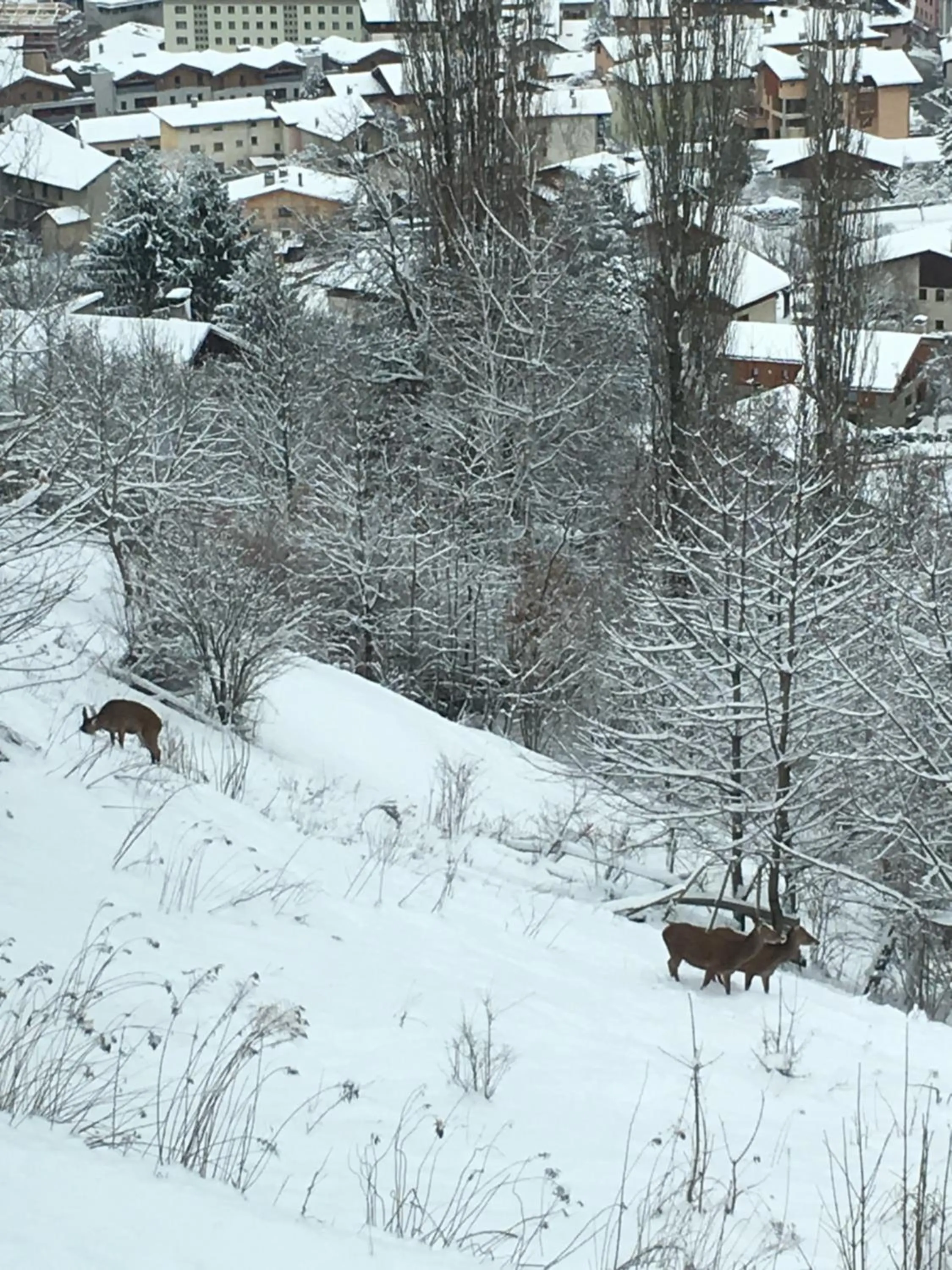 Garden in Montagn'Arcs