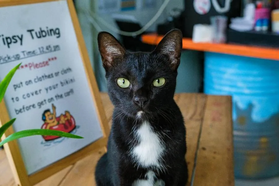 Text overlay in Bodega Pai