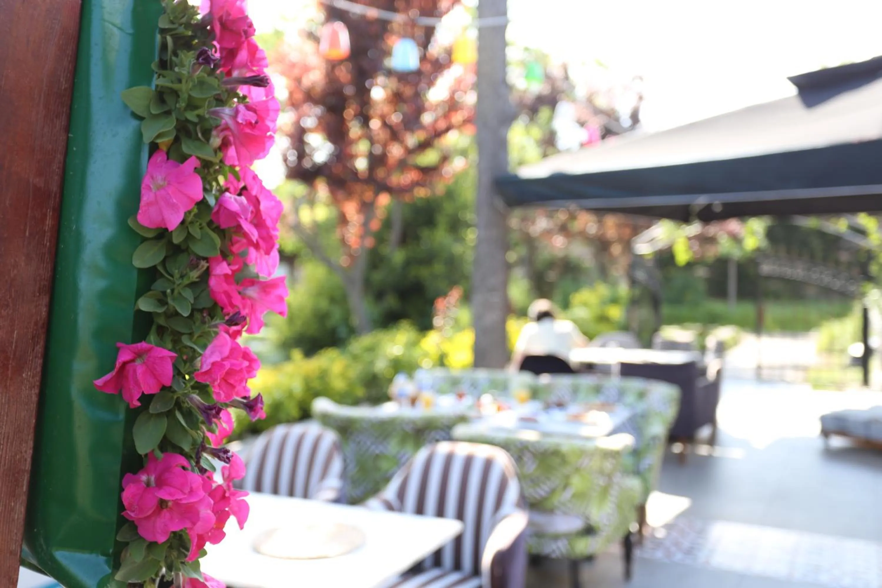 Garden in Turkuaz Hotel