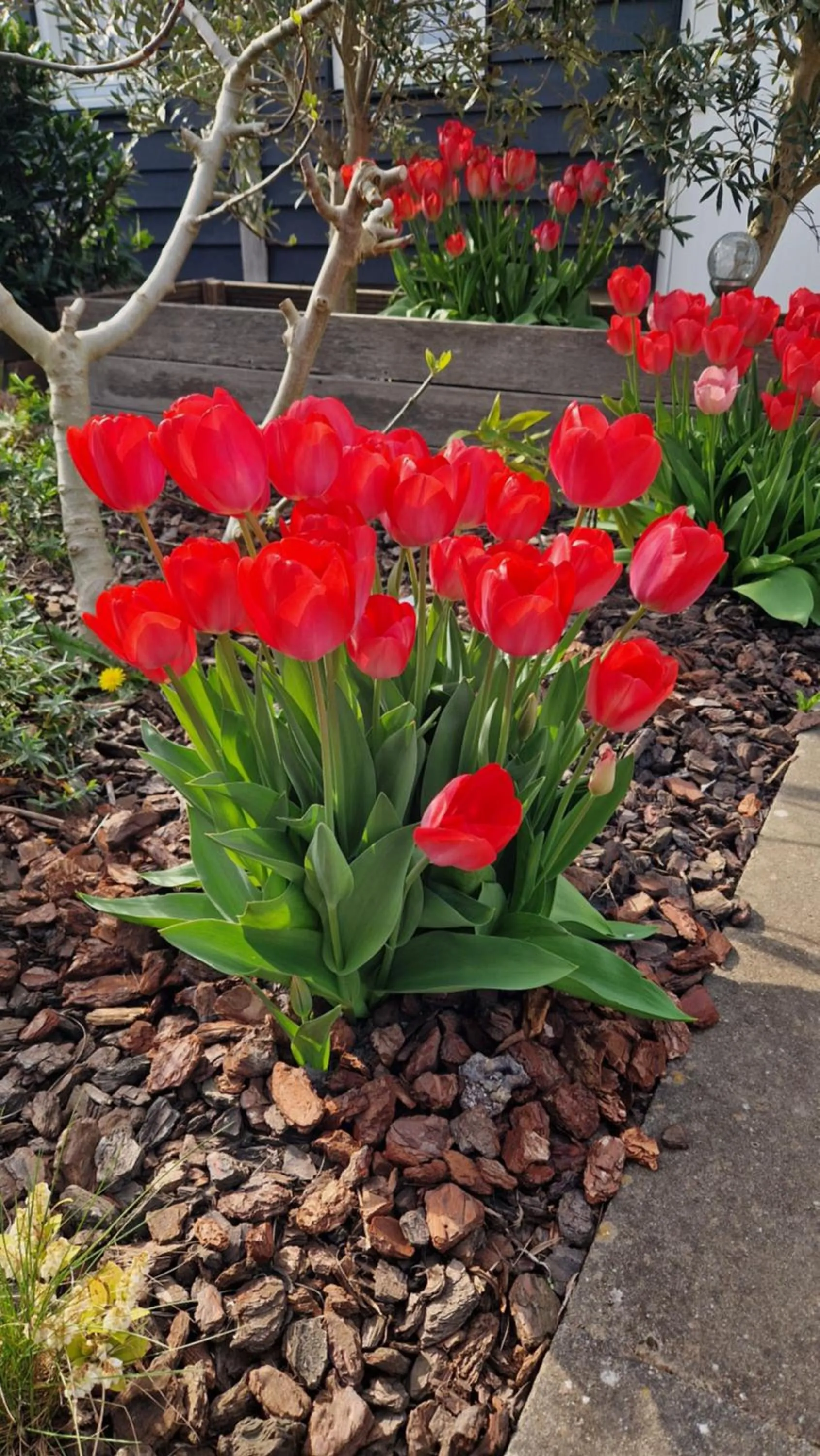 Garden in Bed & Breakfast Donna