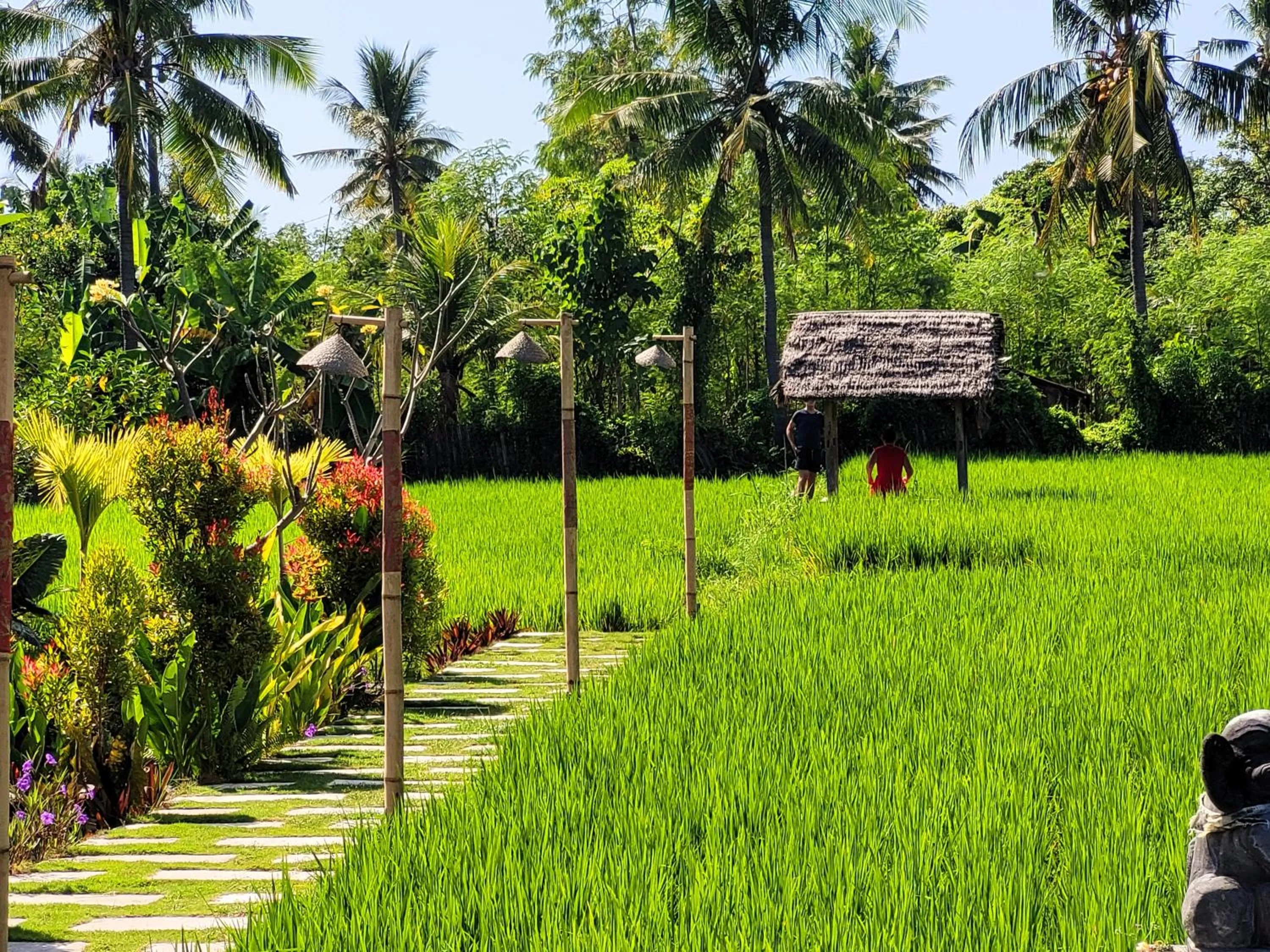Garden in Umma Bali Menjangan Retreat