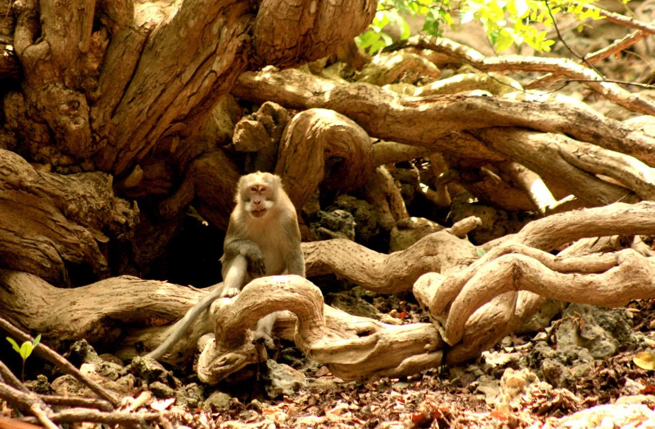 Hiking in Umma Bali Menjangan Retreat