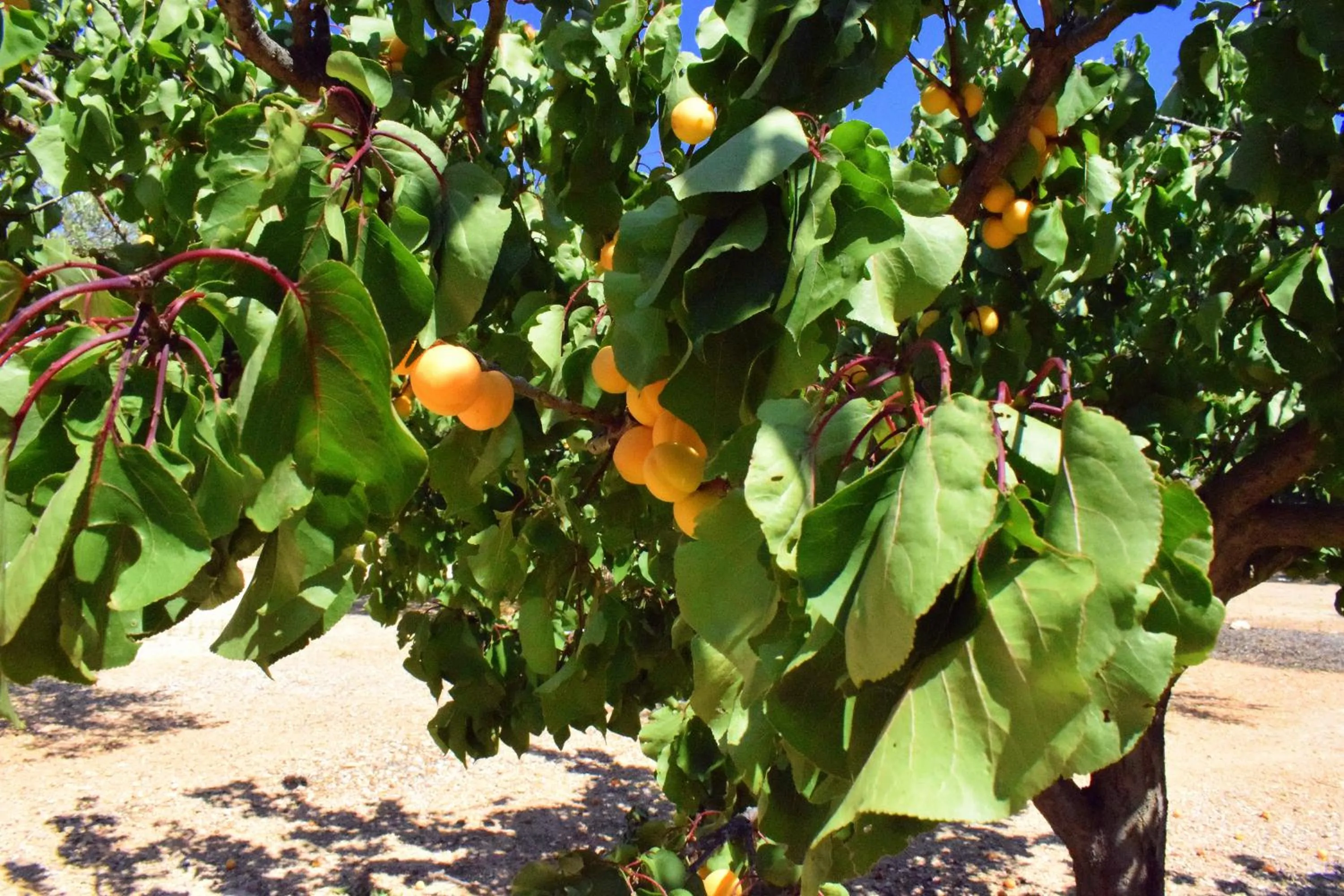 Garden in Cau d'Amor