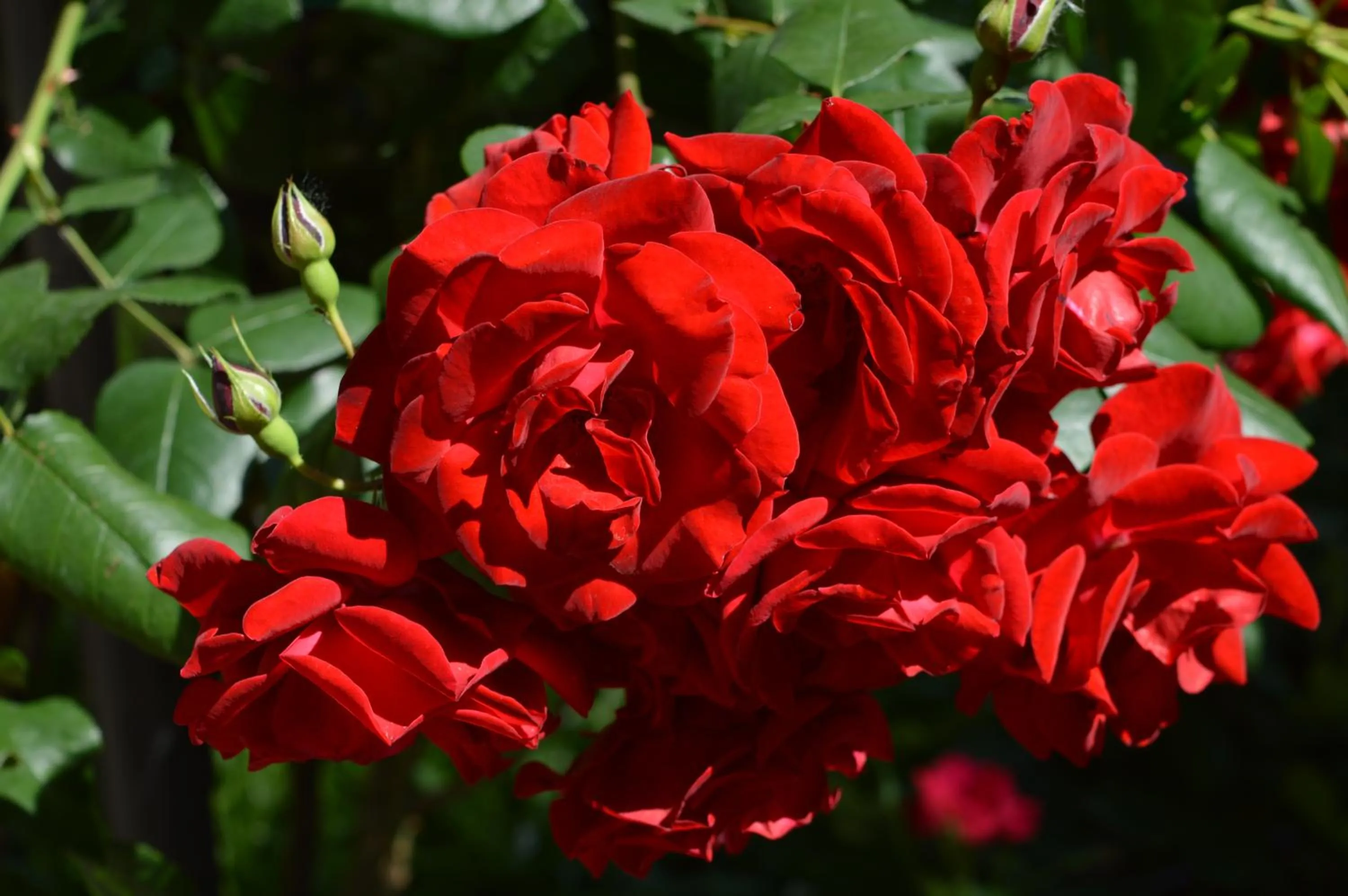 Garden in DESIGN DISTRICT- NAVIGLI Mini Appartamento Via Tortona 66