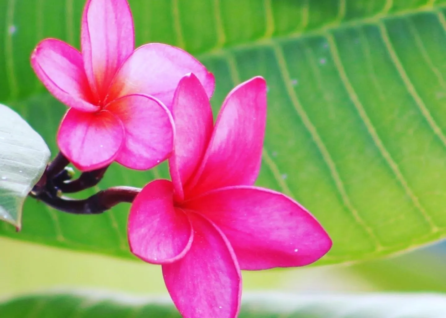 Villa Bali Maresias Lofts