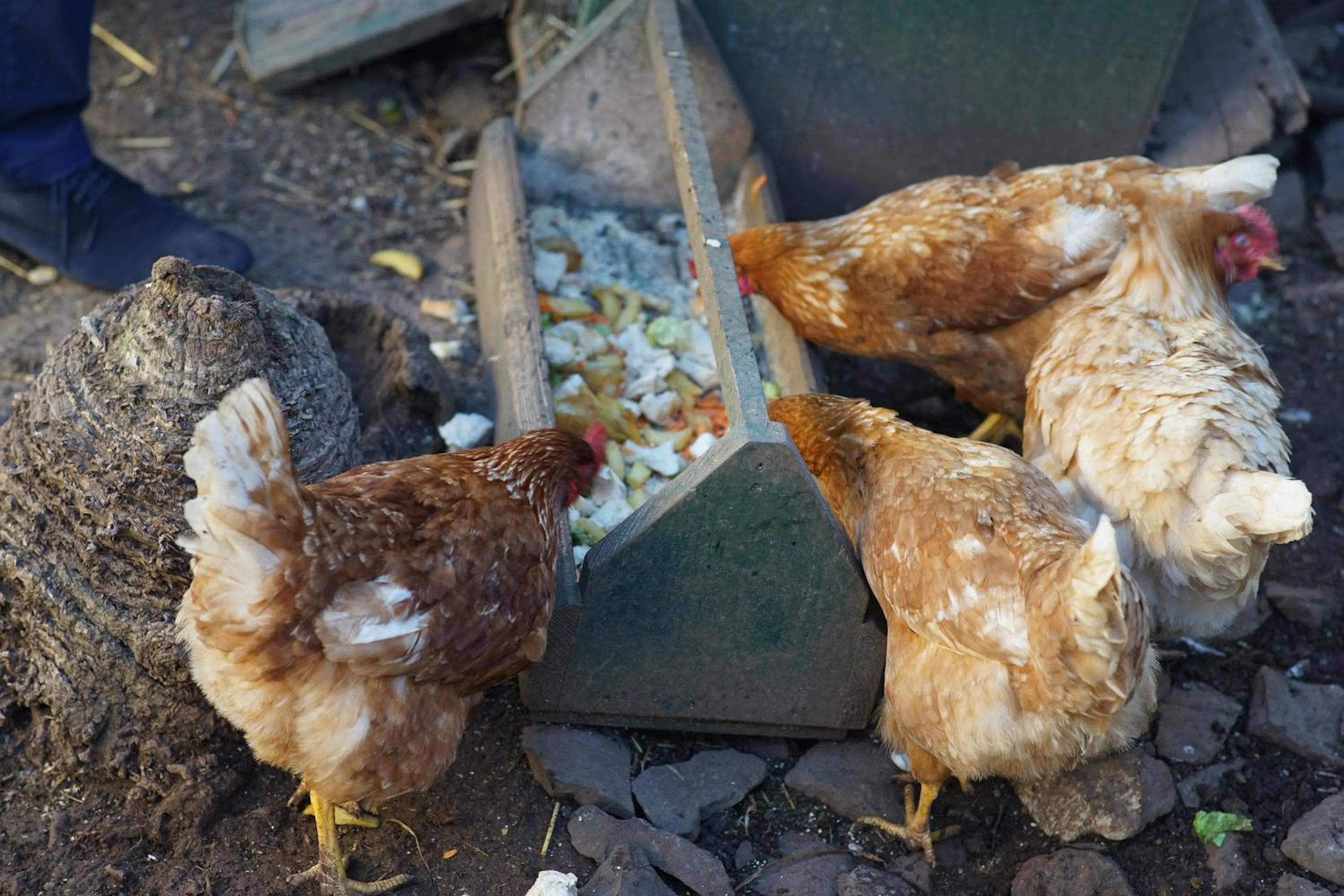 Animals in Quinta da Saraiva