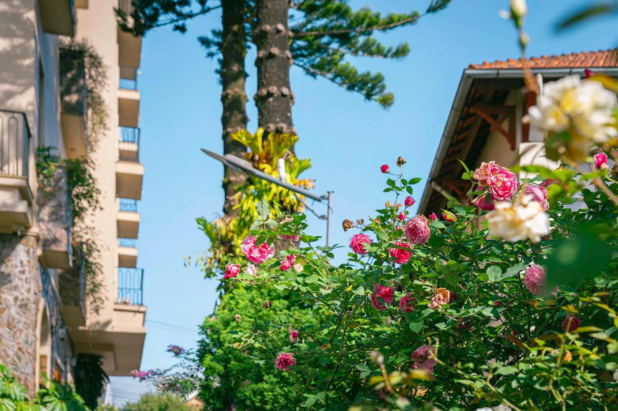 Garden in Duy Long Hotel