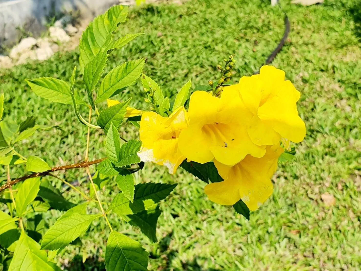 B-tel Chomthong resort Chiang mai