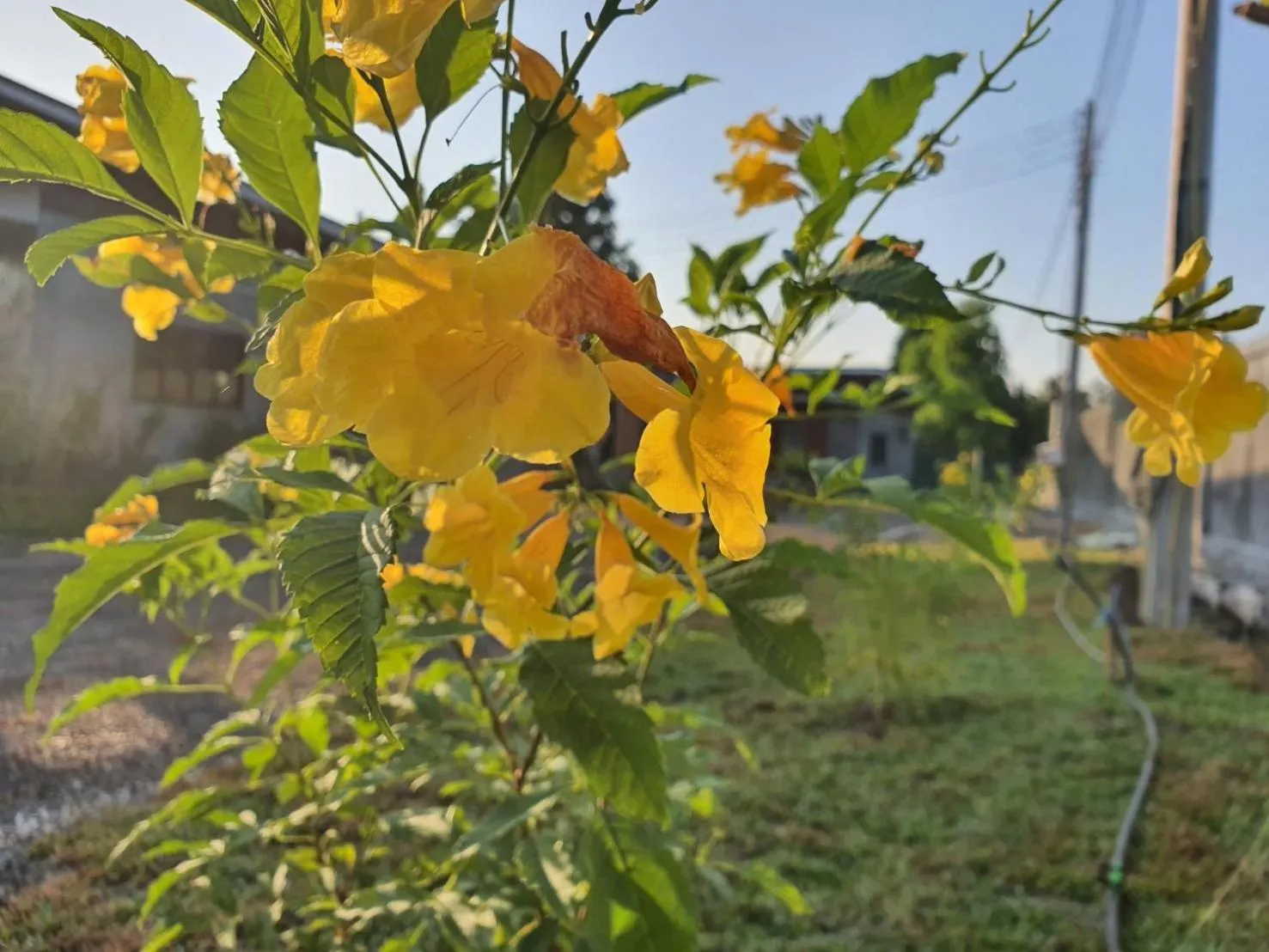 B-tel Chomthong resort Chiang mai