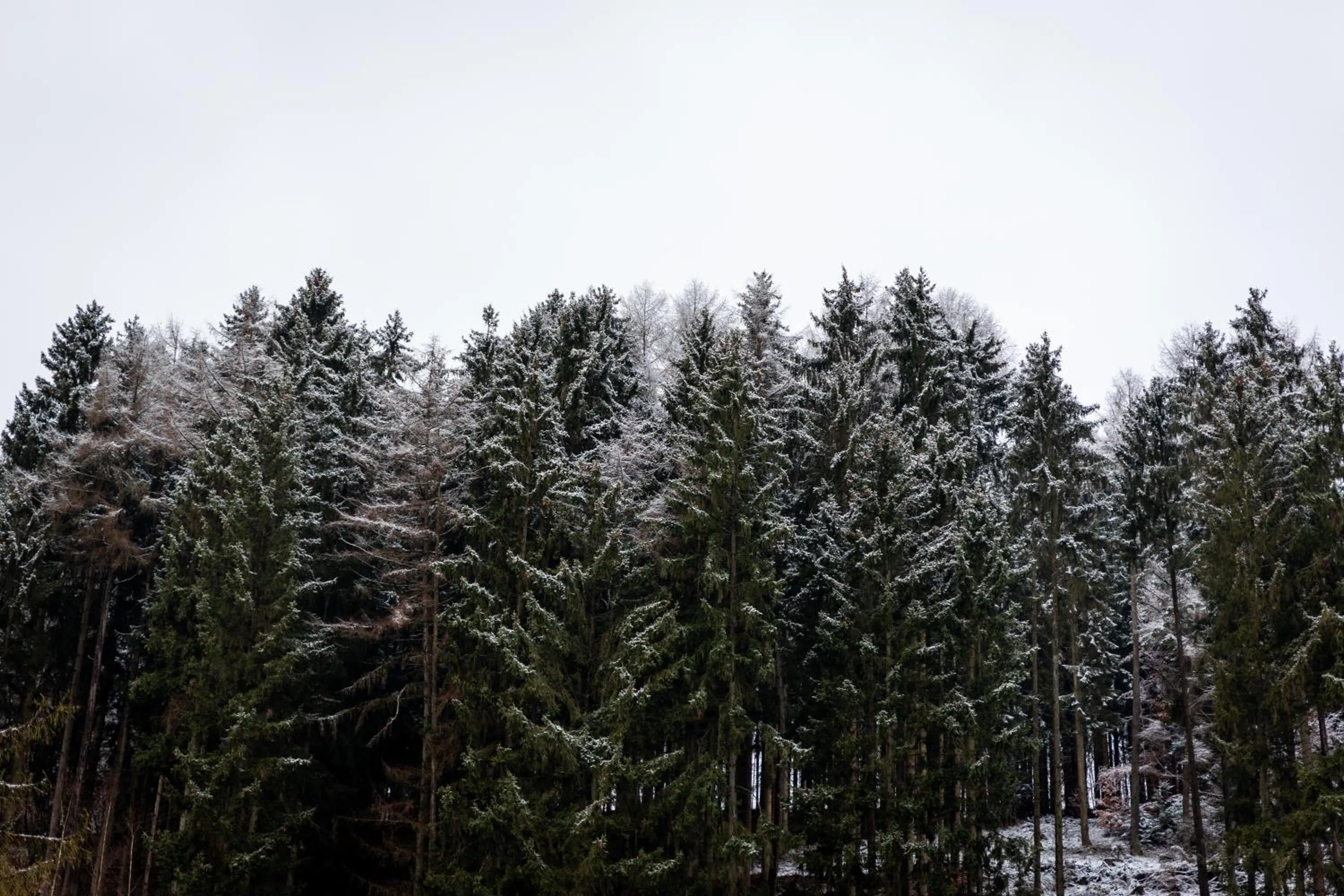 Garden in Hotel Tiefenhagen Sauerland