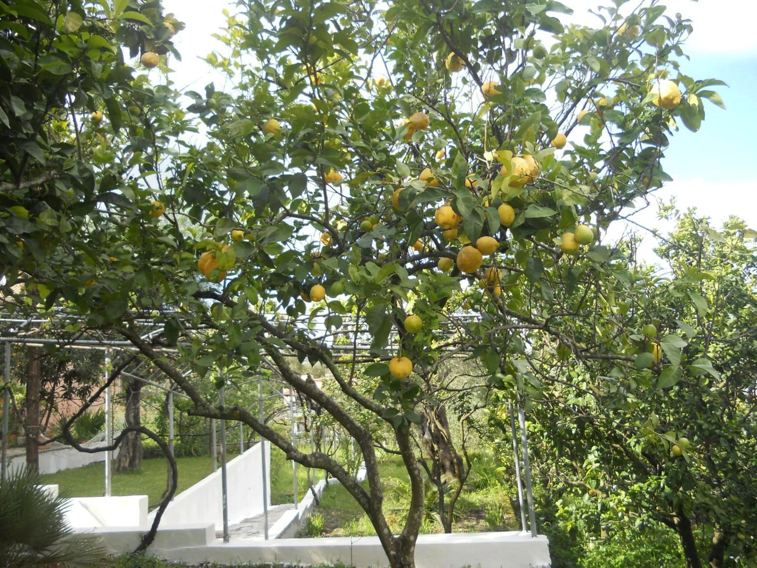 Garden in Gina Studios