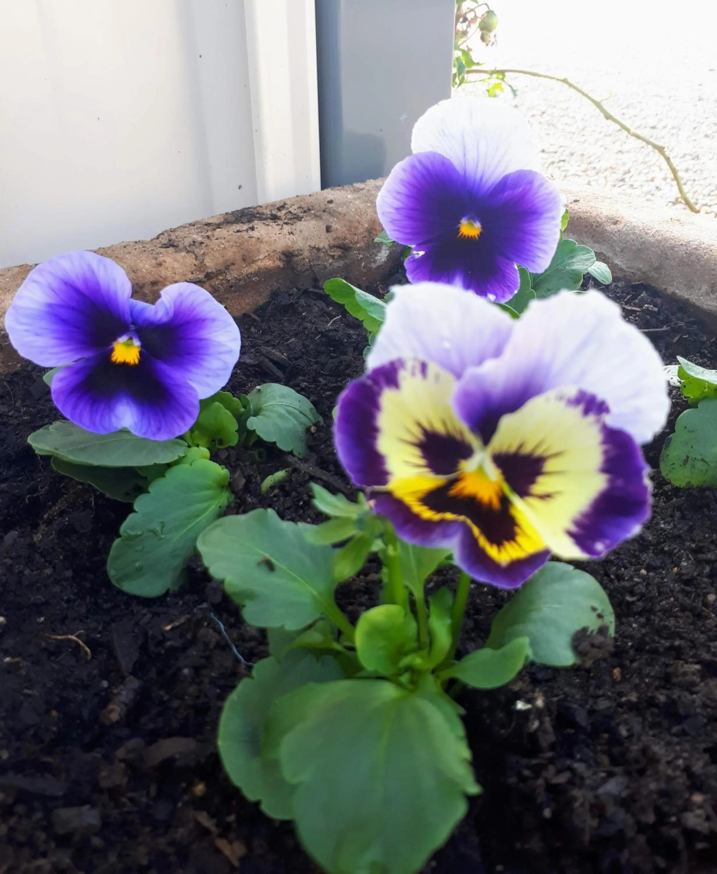 Garden in Motel Riverbend