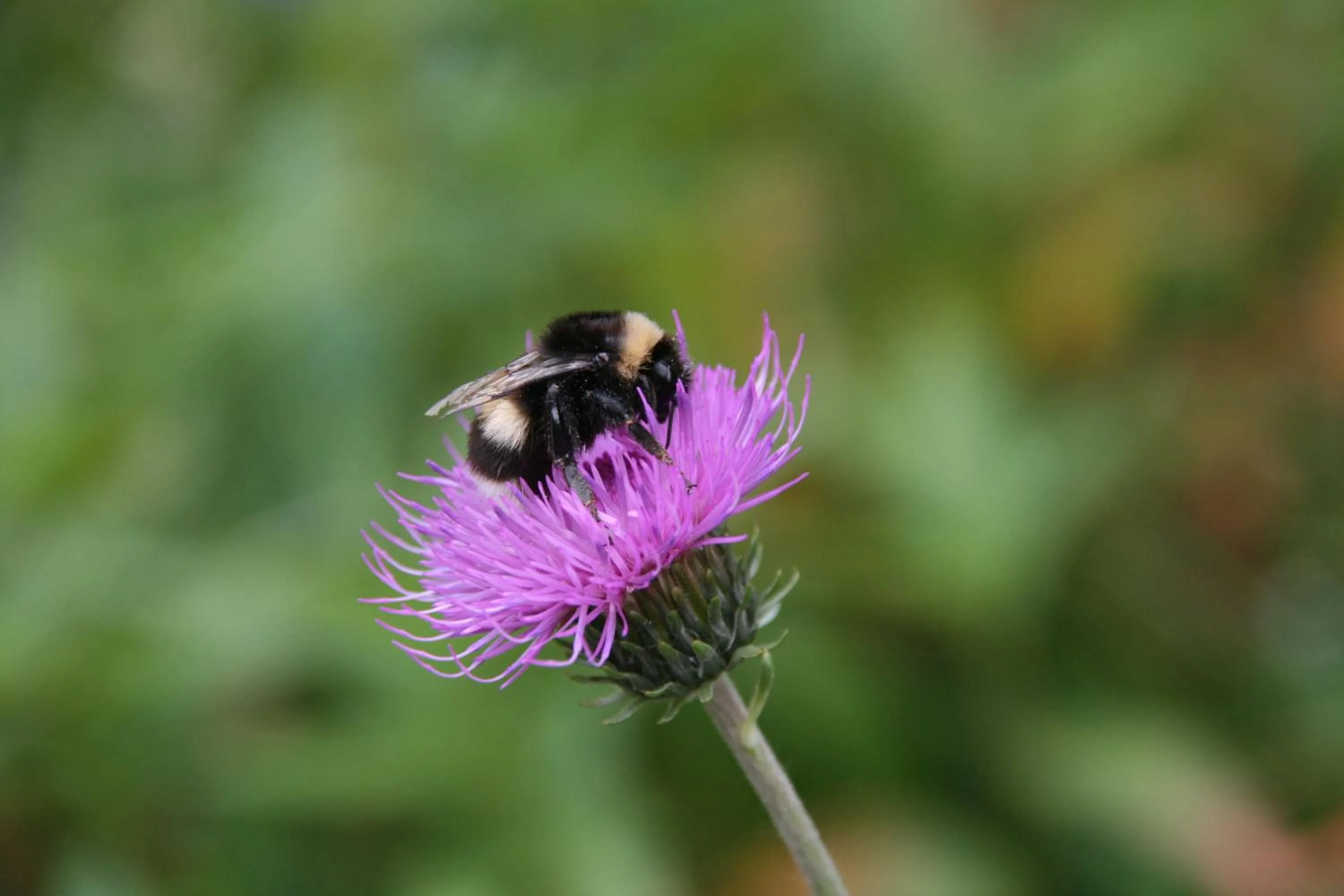 Les Chalets du Villard