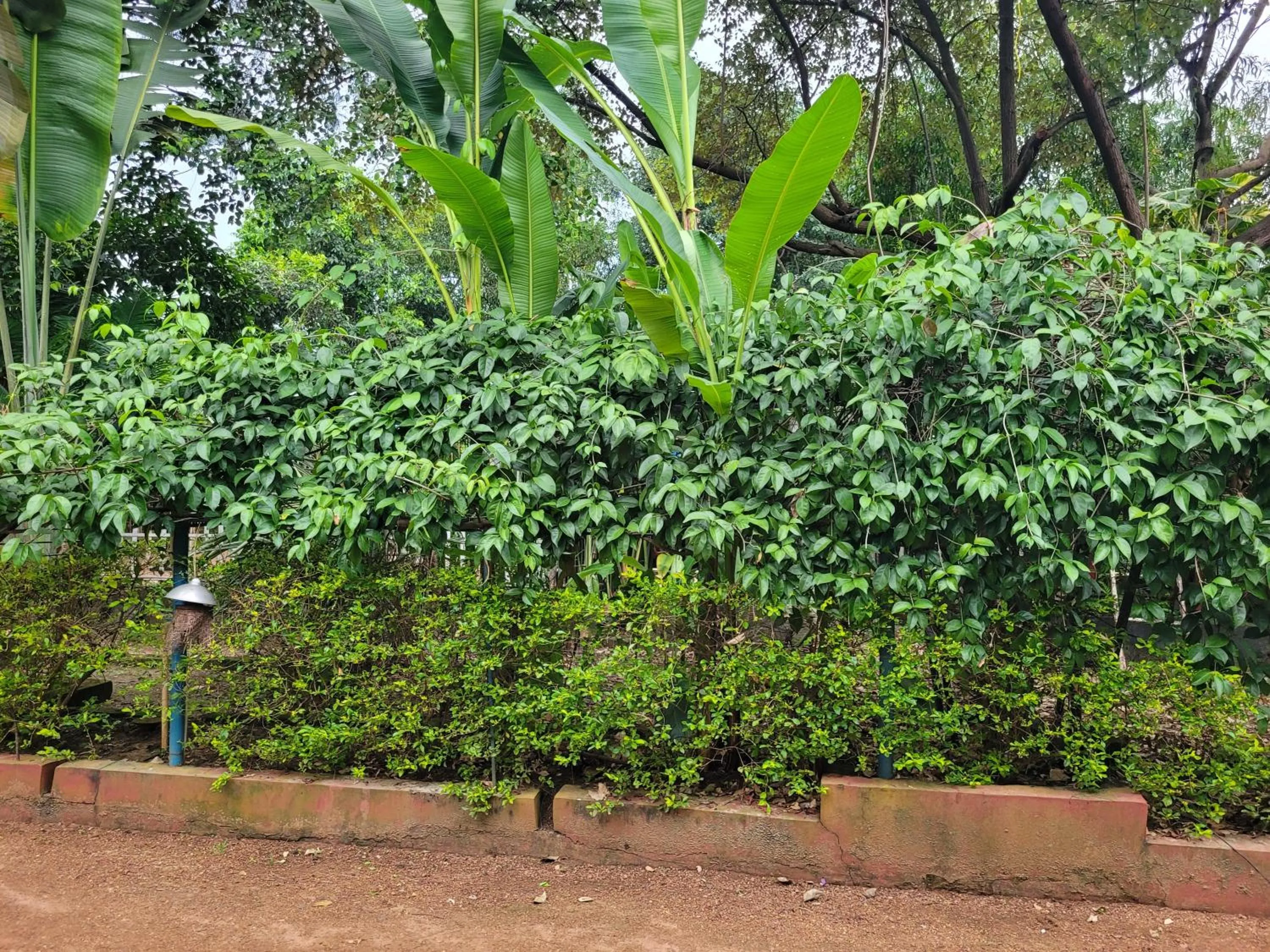 Garden view in Panchobon Art Resort