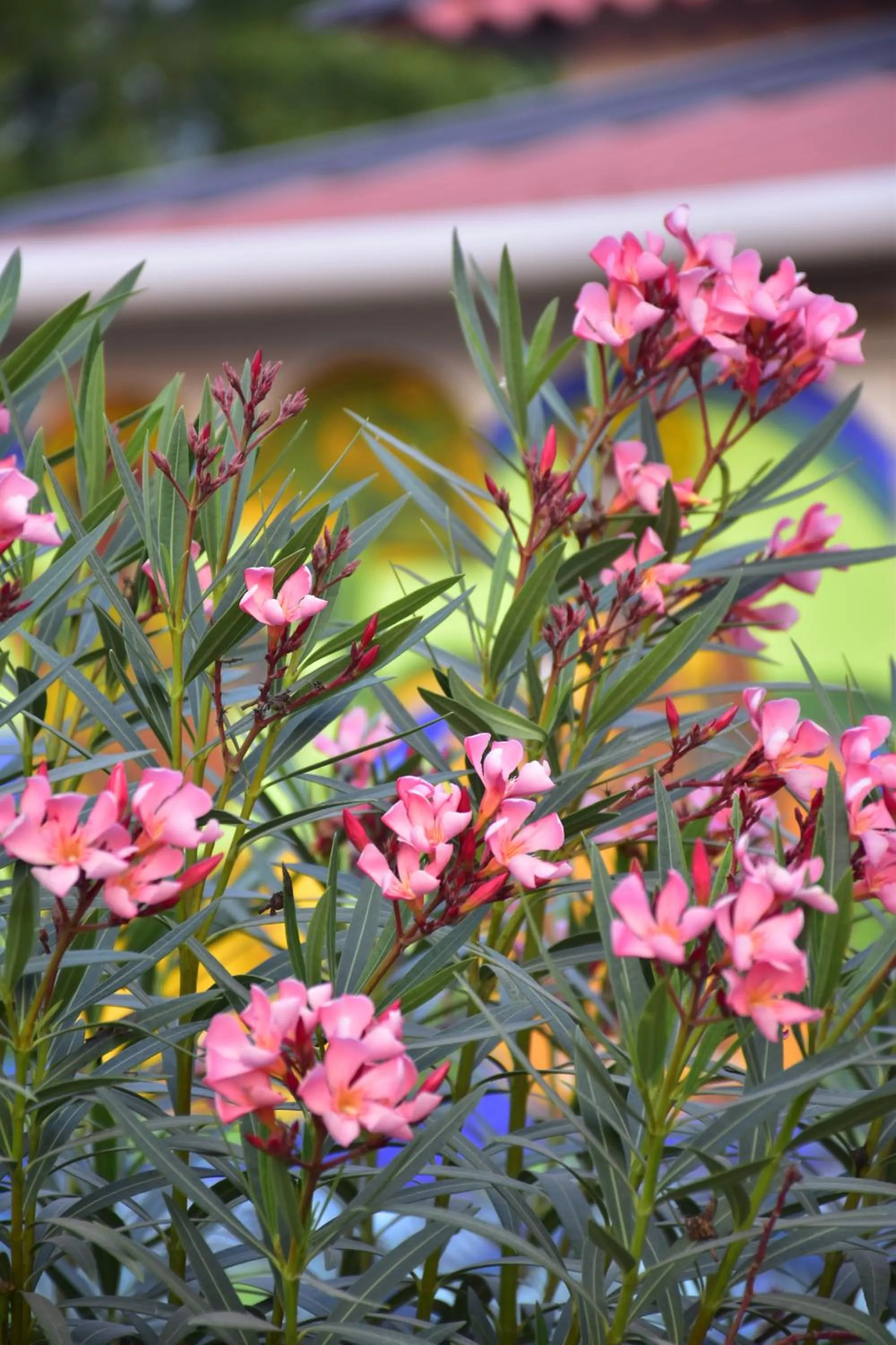 Day in Panchobon Art Resort