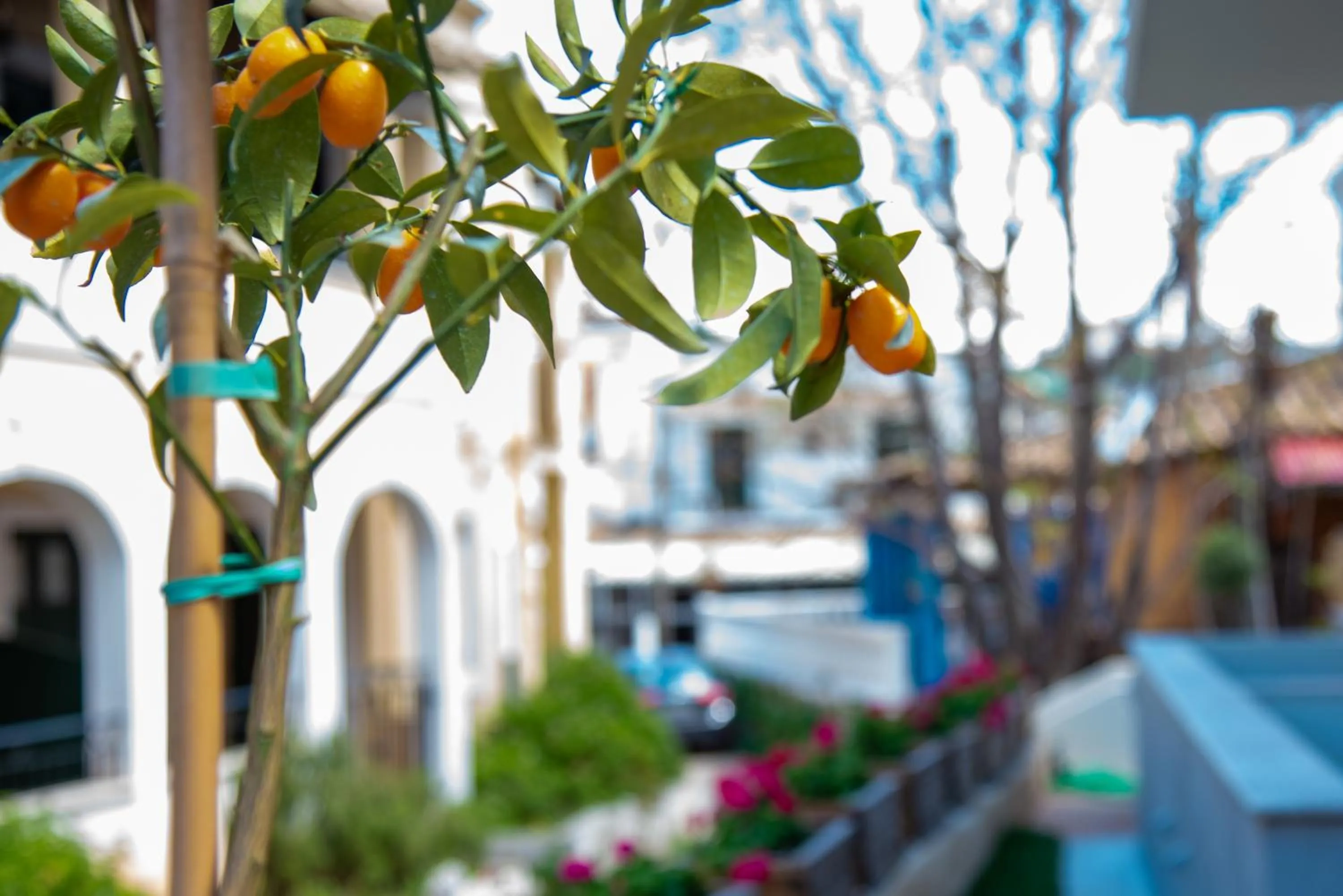 Kassiopi Luxury Suites