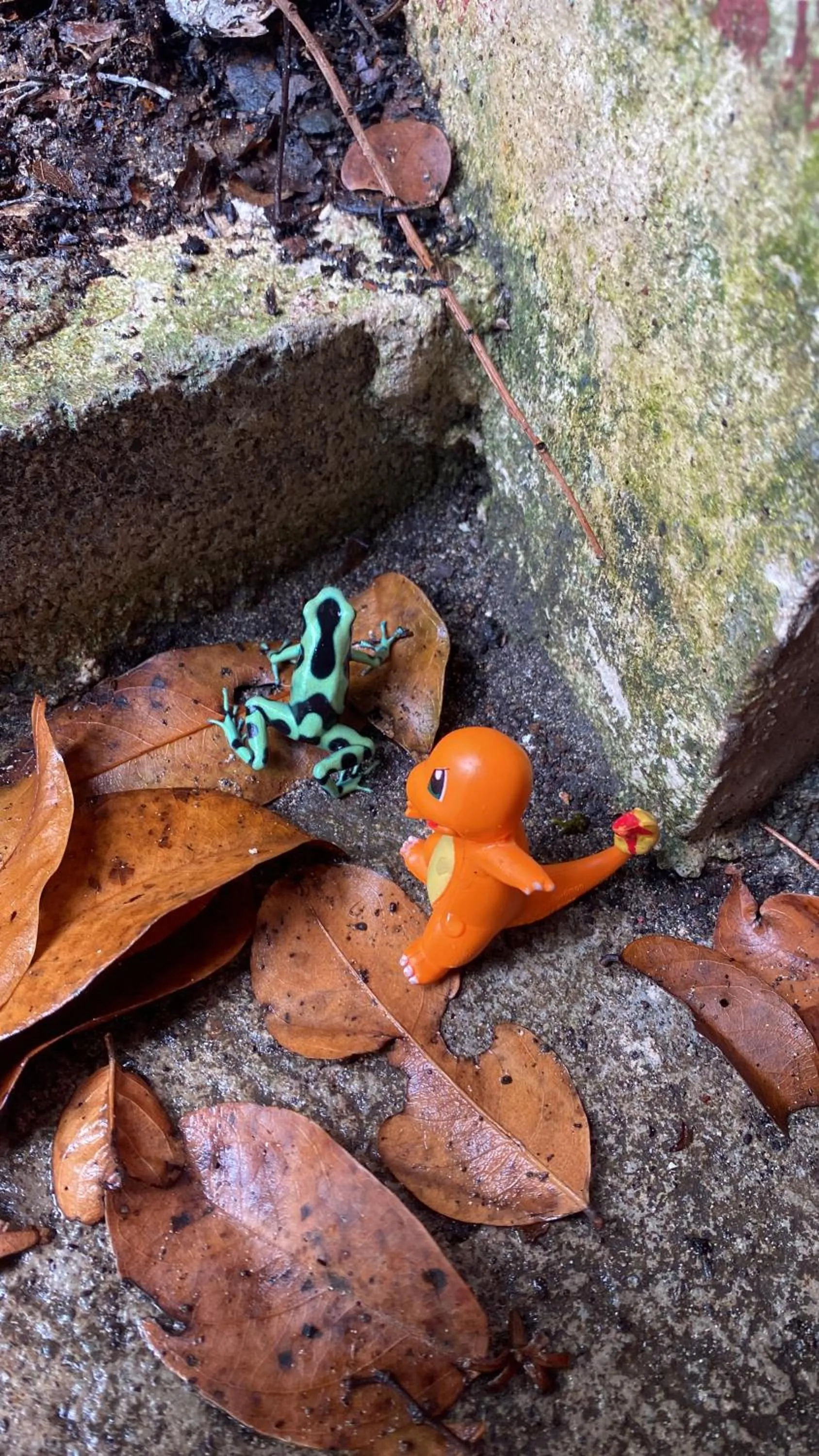 Animals in Hotel Casa Vito Beachfront