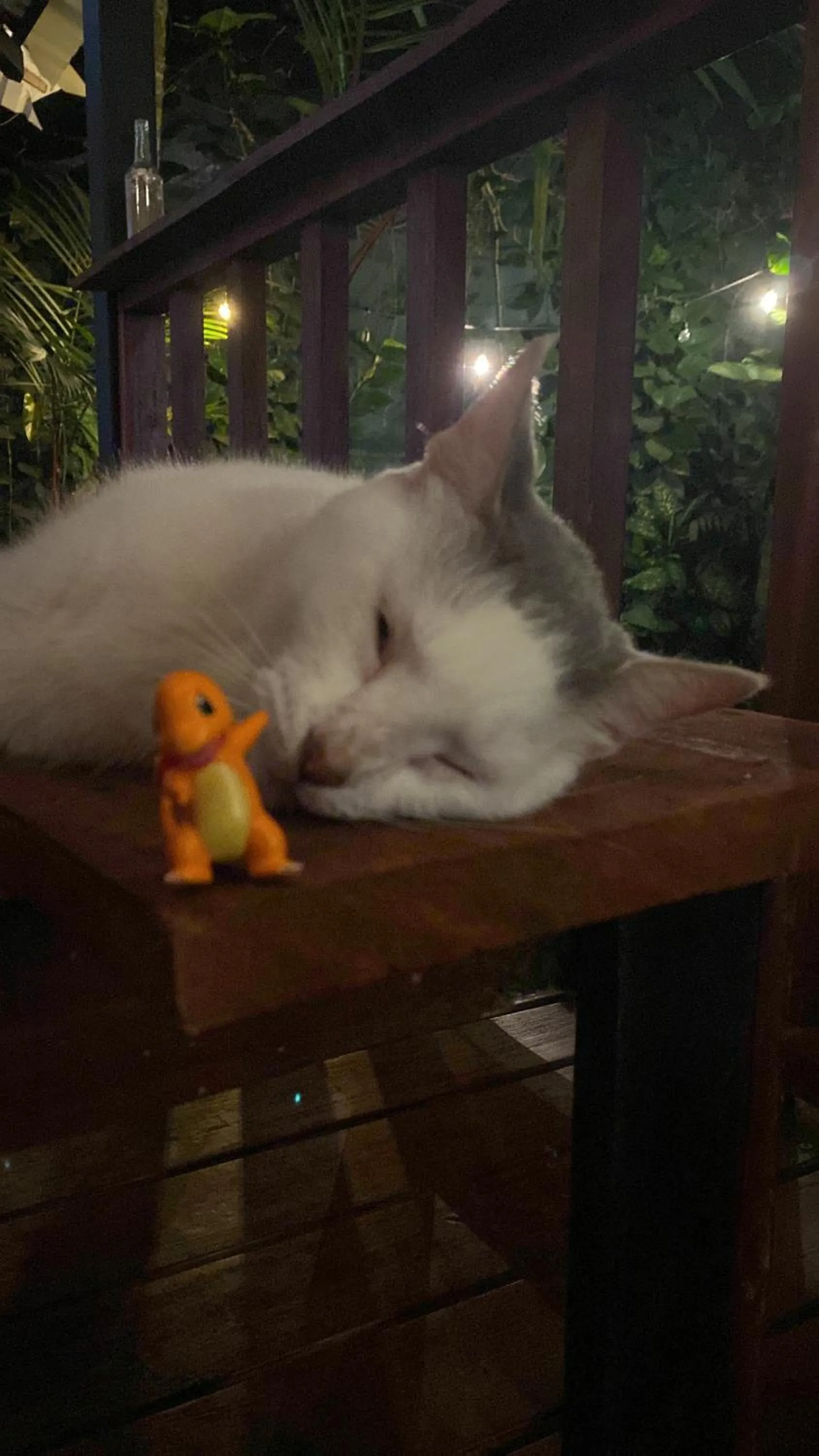 Animals in Hotel Casa Vito Beachfront