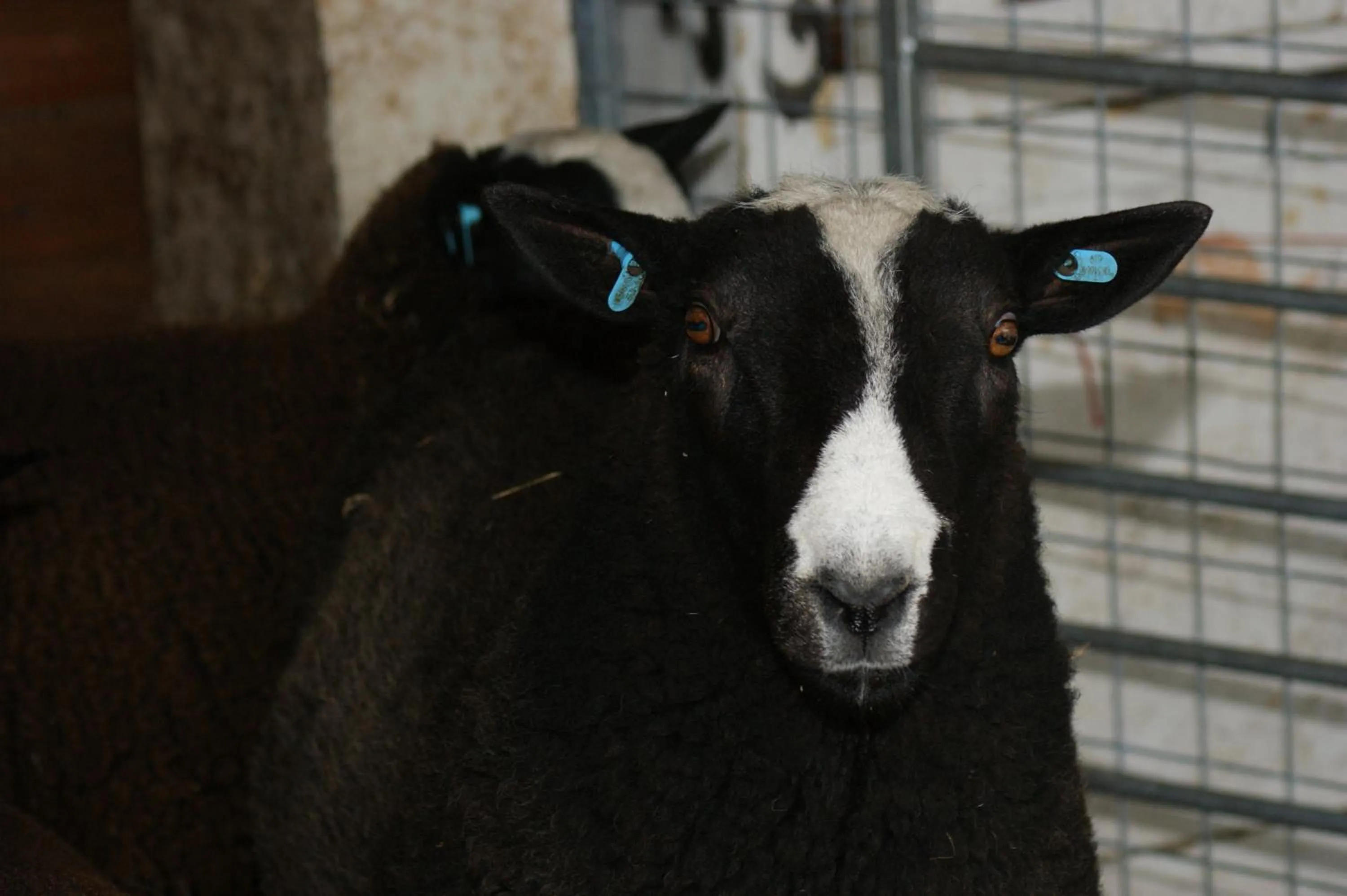 Animals in Cary Fitzpaine House