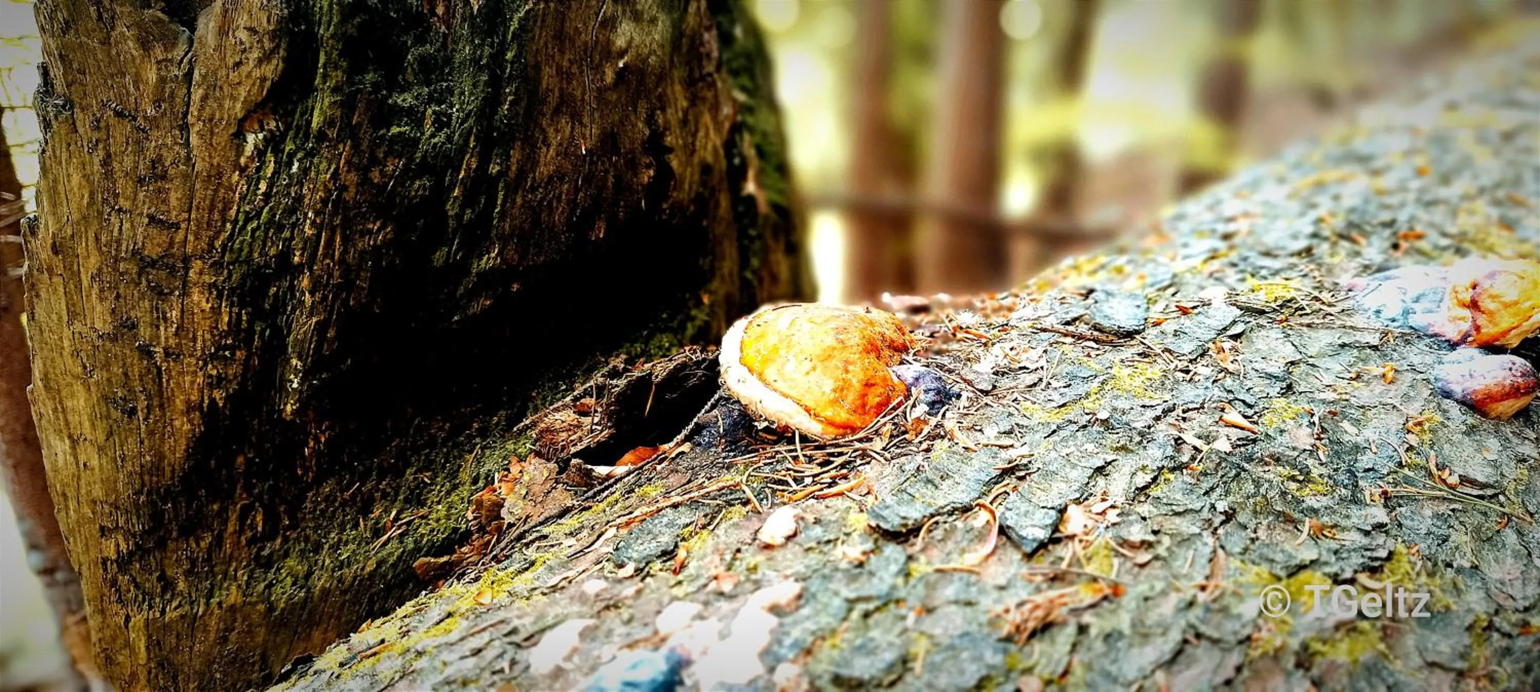 Natural landscape in Hotel Hafermarkt