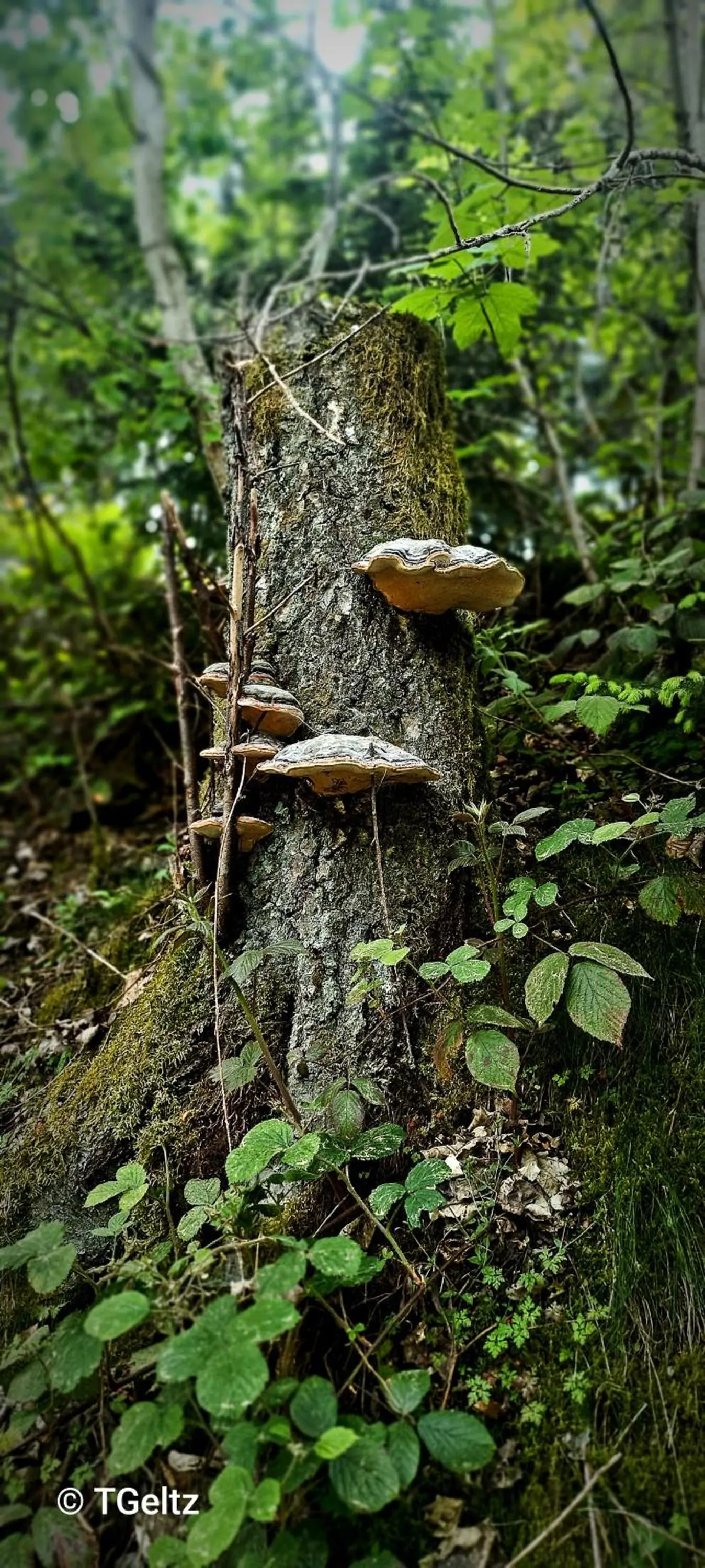 Natural landscape in Hotel Hafermarkt