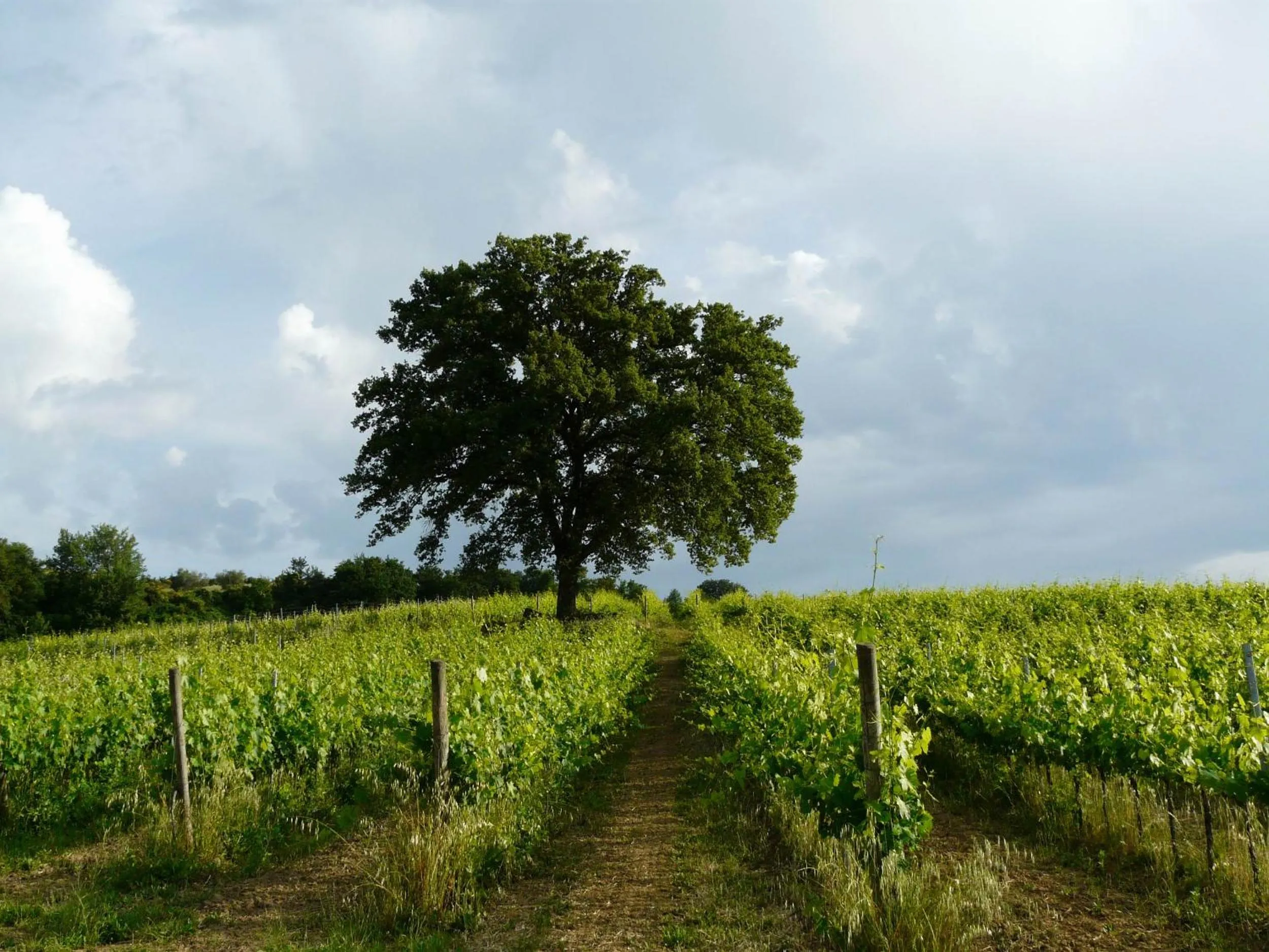 Natural landscape in Agriturismo tranquillo e con vista panoramica