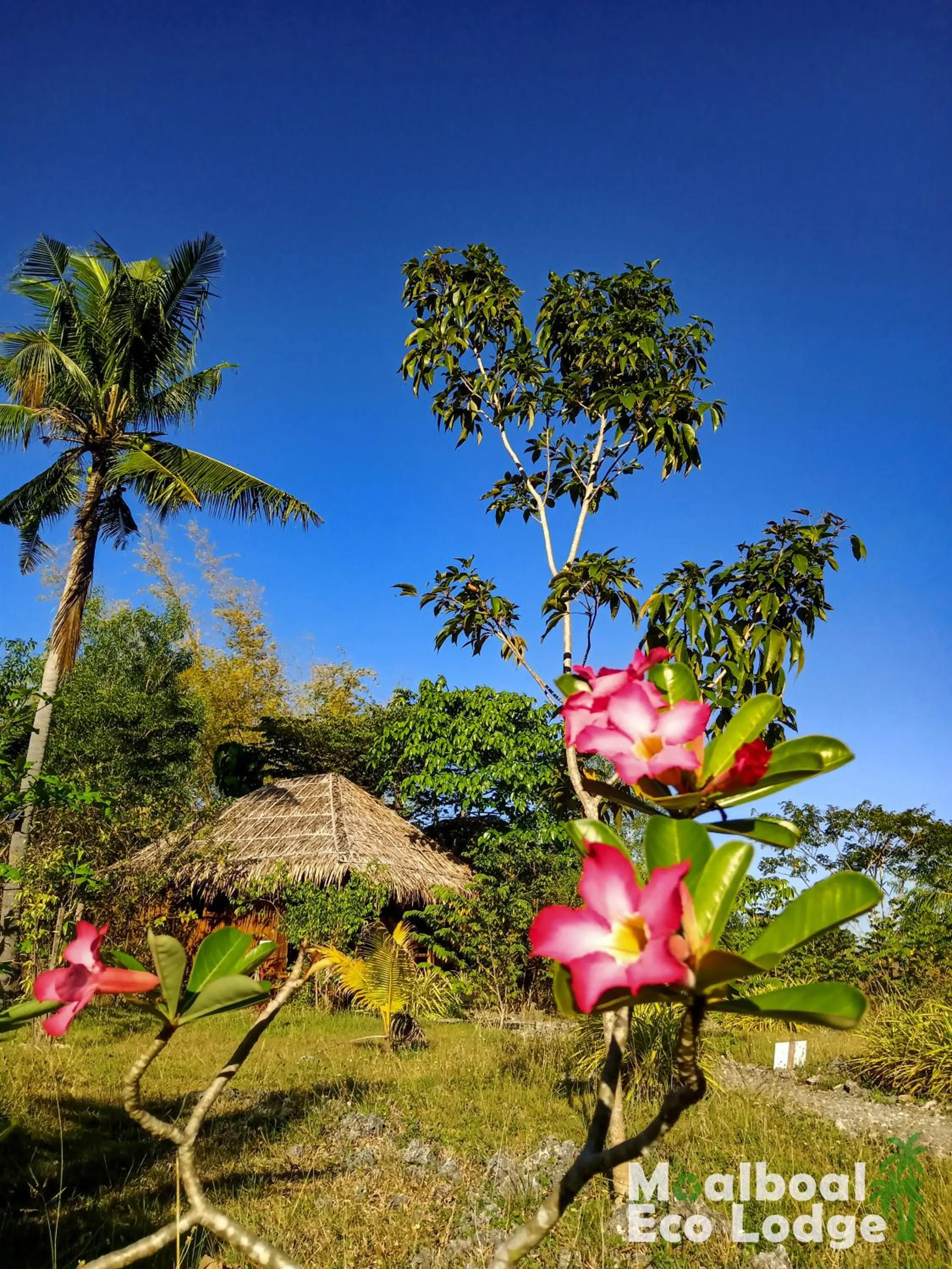 Garden in Moalboal Eco Lodge