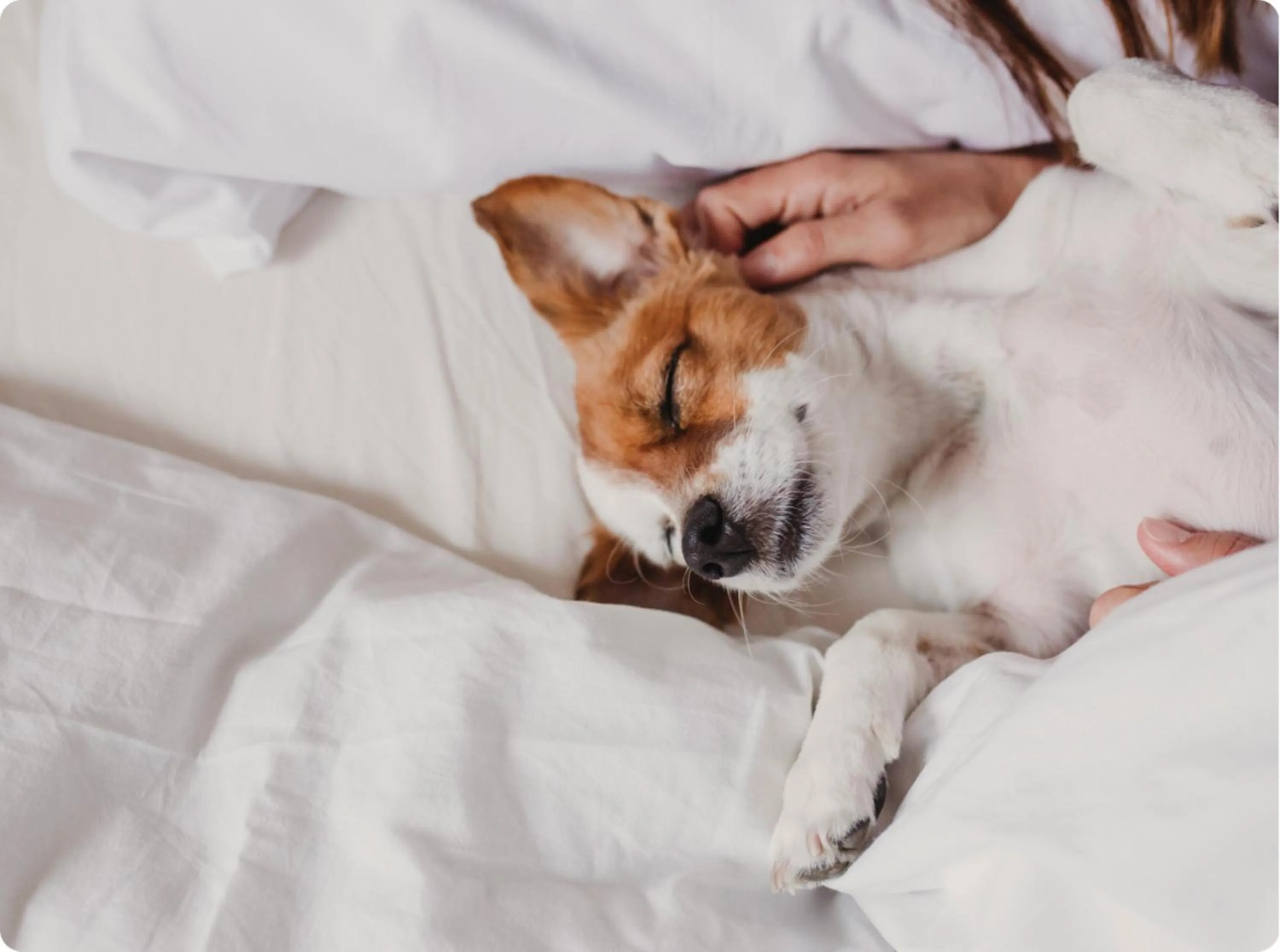 pet friendly in Hotel Renew