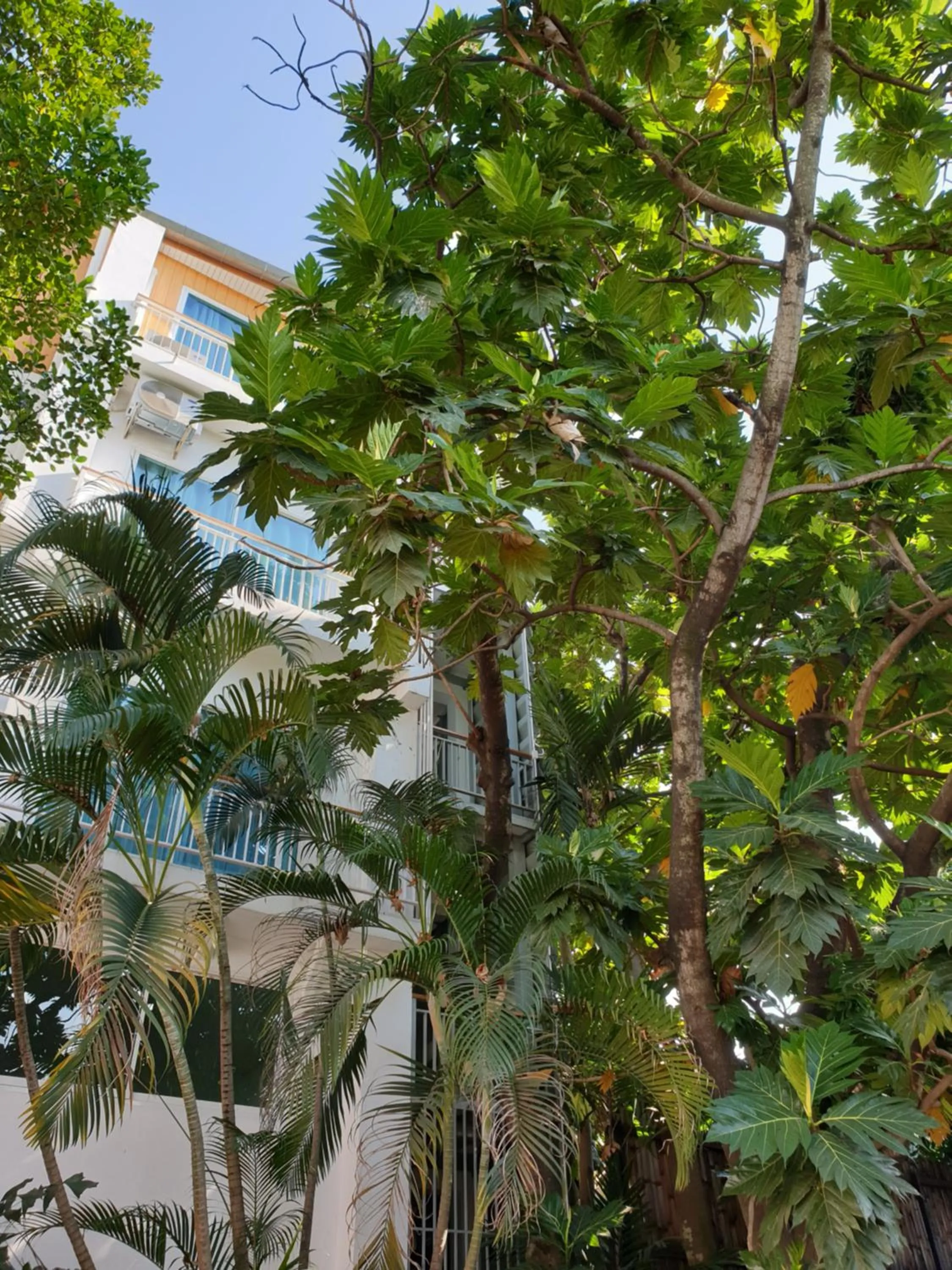 Property building in Breadfruit