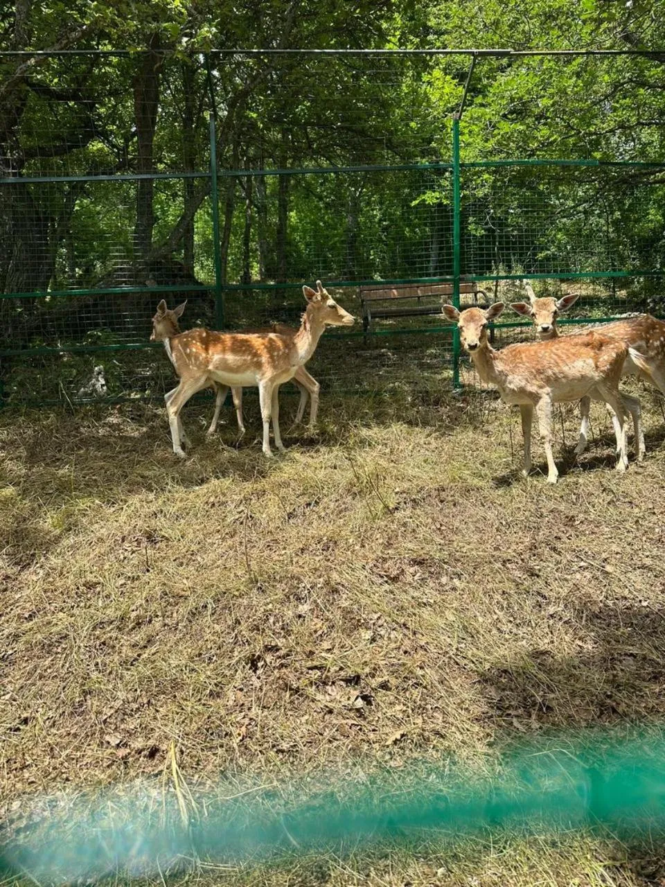 Aurora Resort Tsaghkadzor, By One