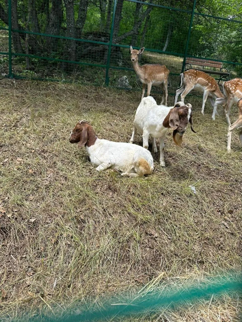 Aurora Resort Tsaghkadzor, By One