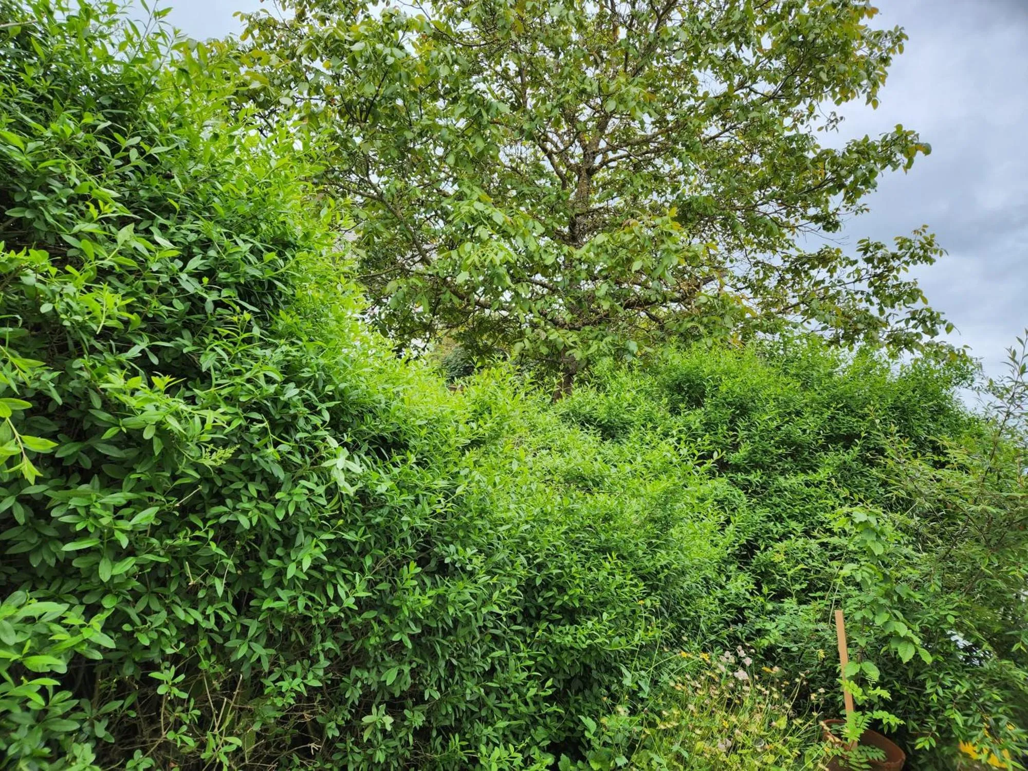 Garden in Gasthaus Hochwald