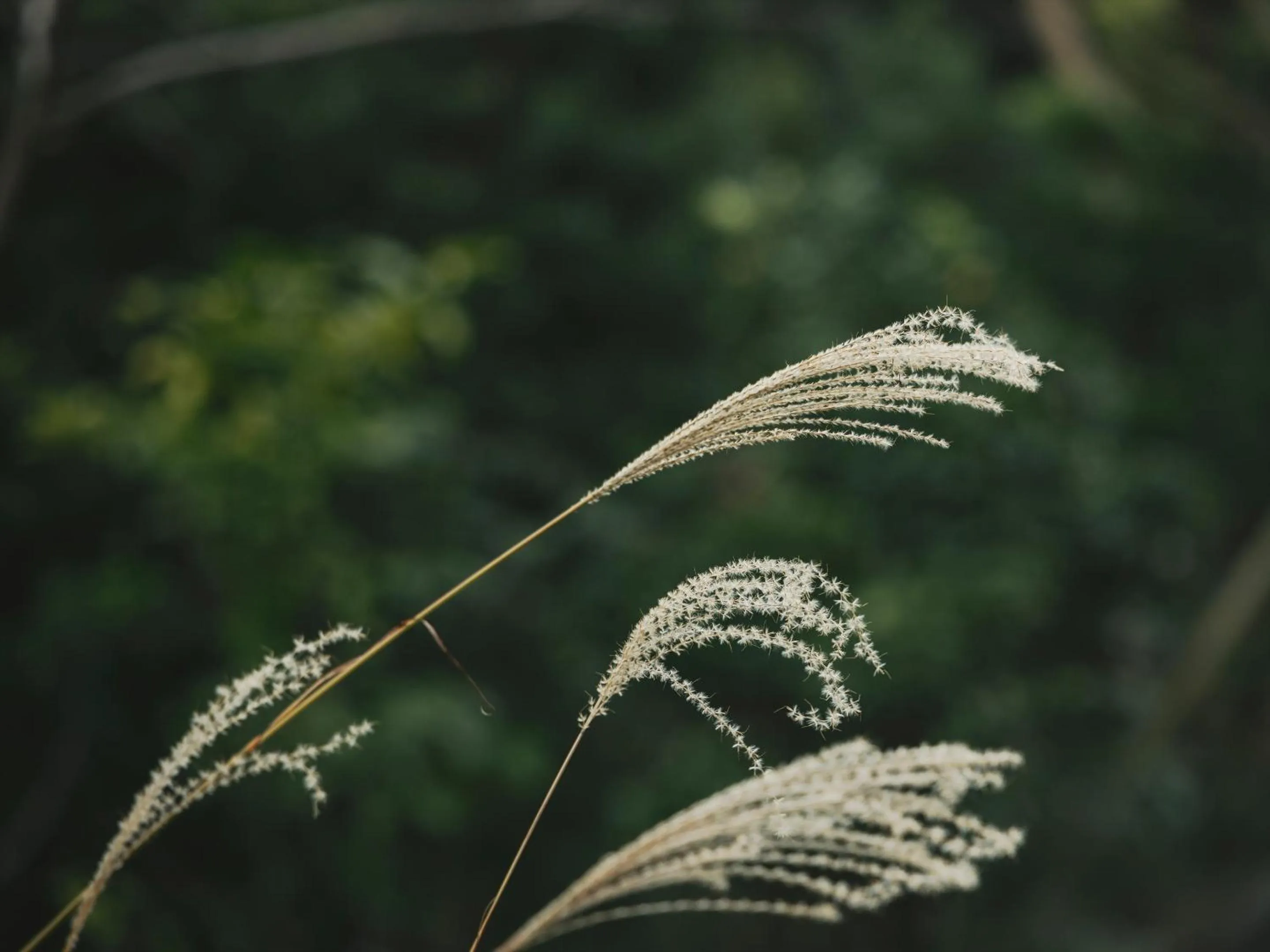 Garden in SOKI ATAMI