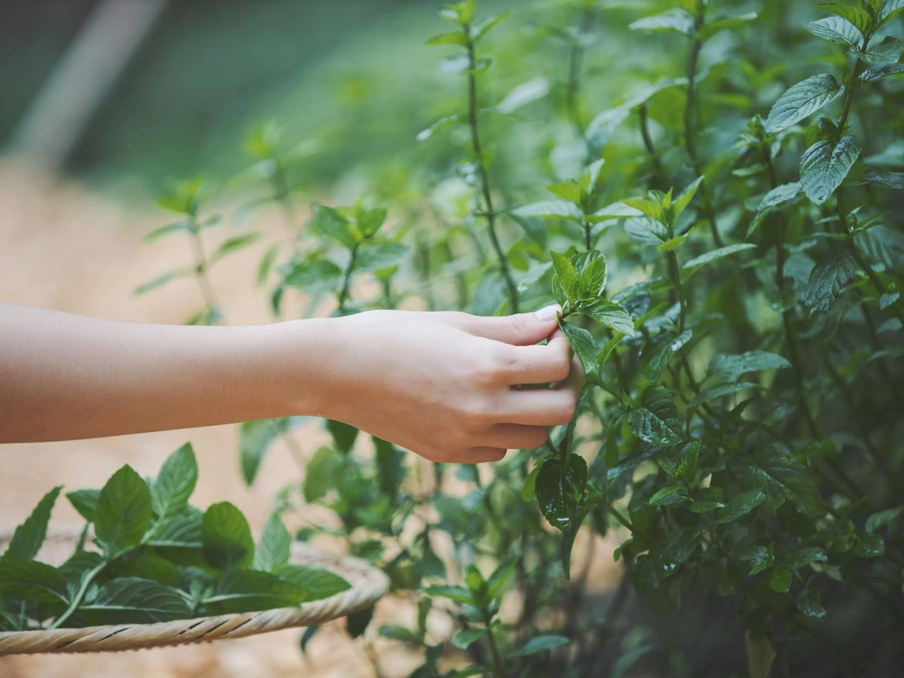 Garden in SOKI ATAMI
