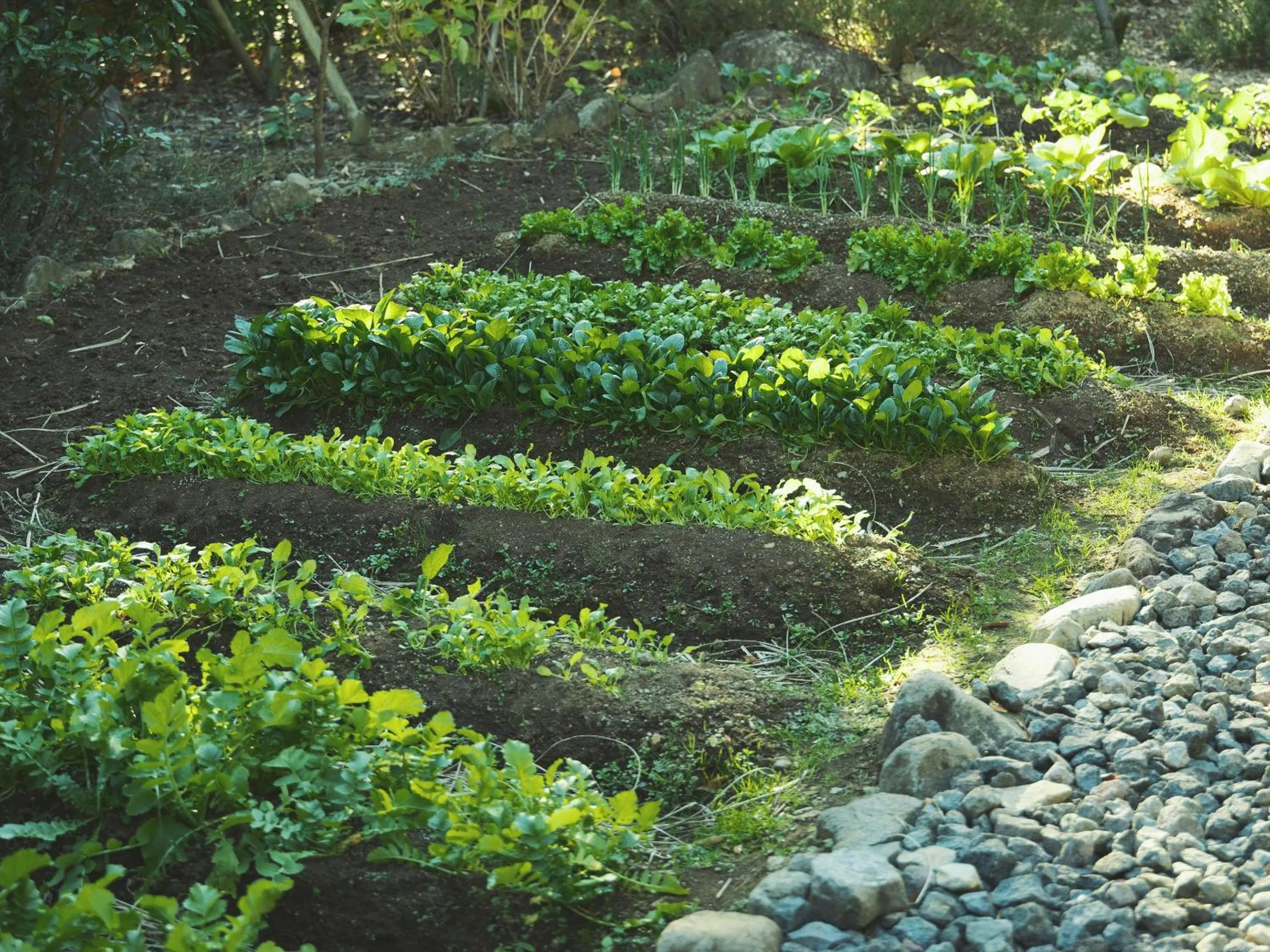 Garden in SOKI ATAMI