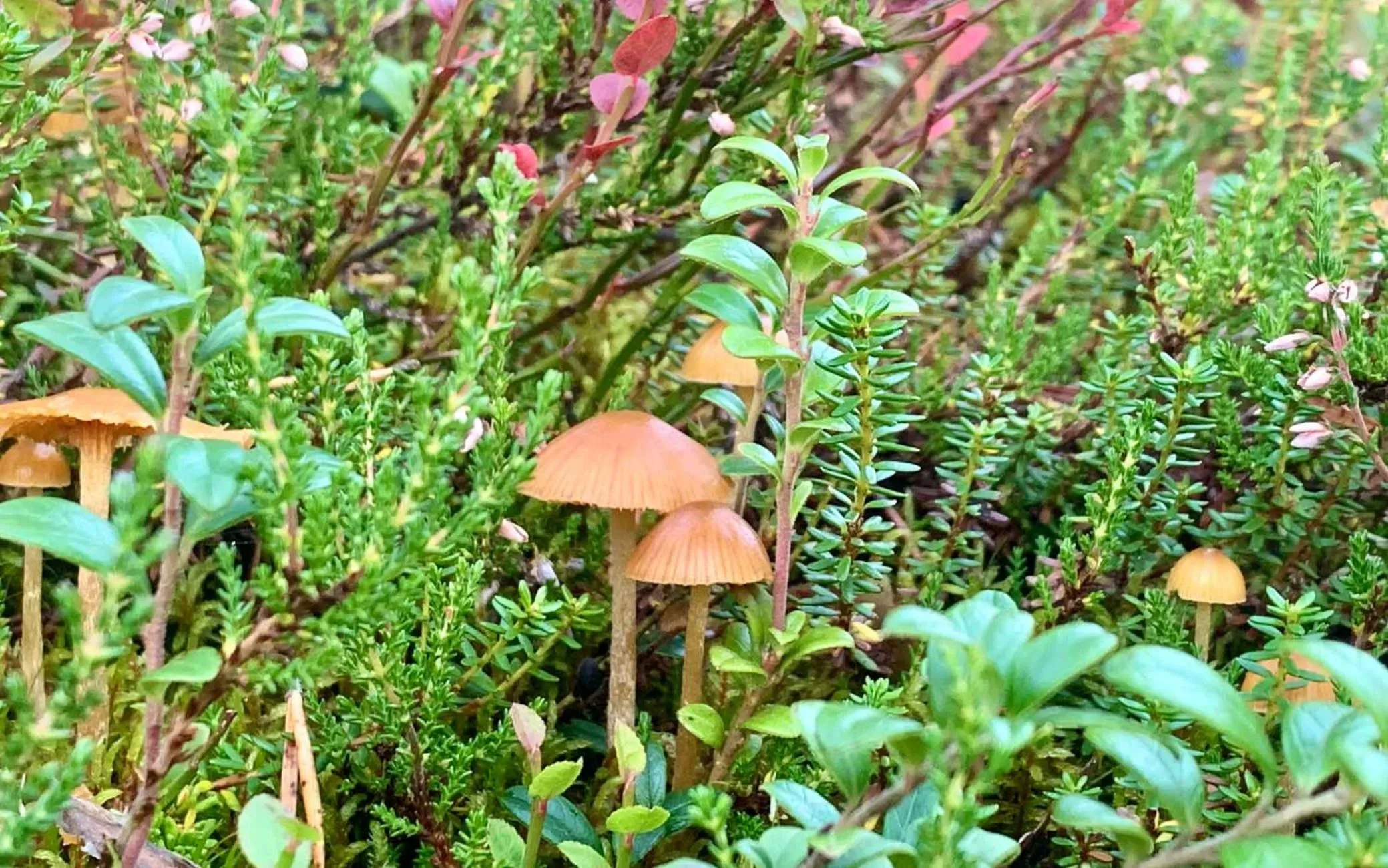 Day in Arctic Skylight Lodge