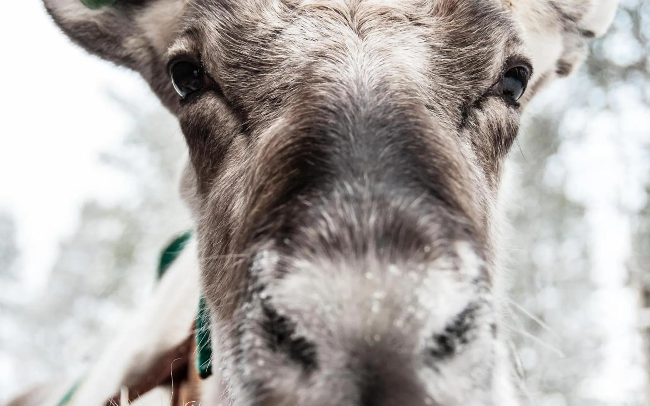 Spring in Arctic Skylight Lodge