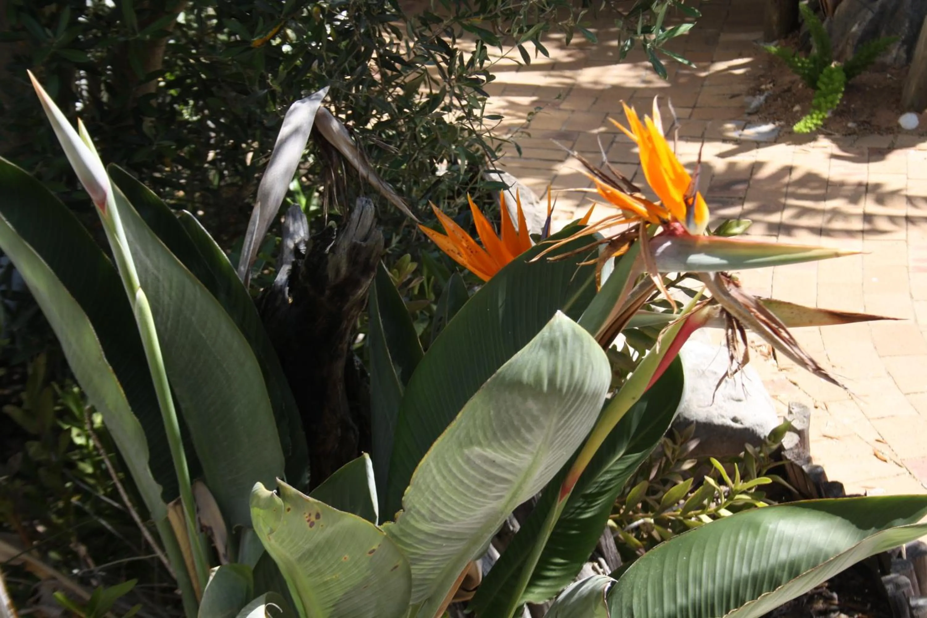 The Vinelands on Alpha Guest House