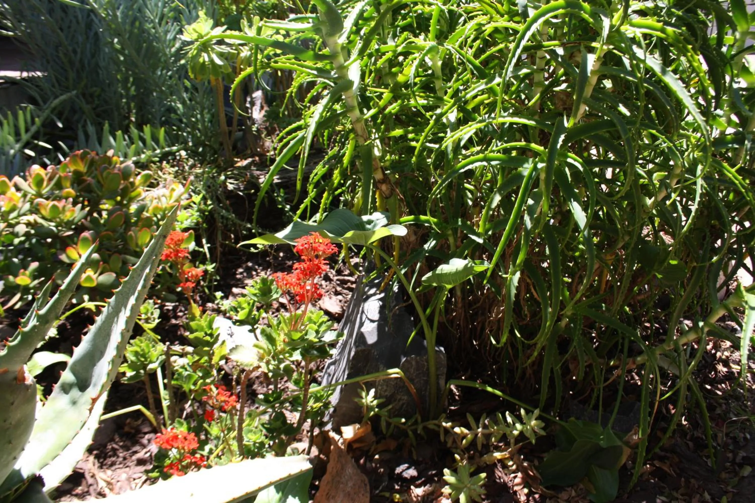 The Vinelands on Alpha Guest House