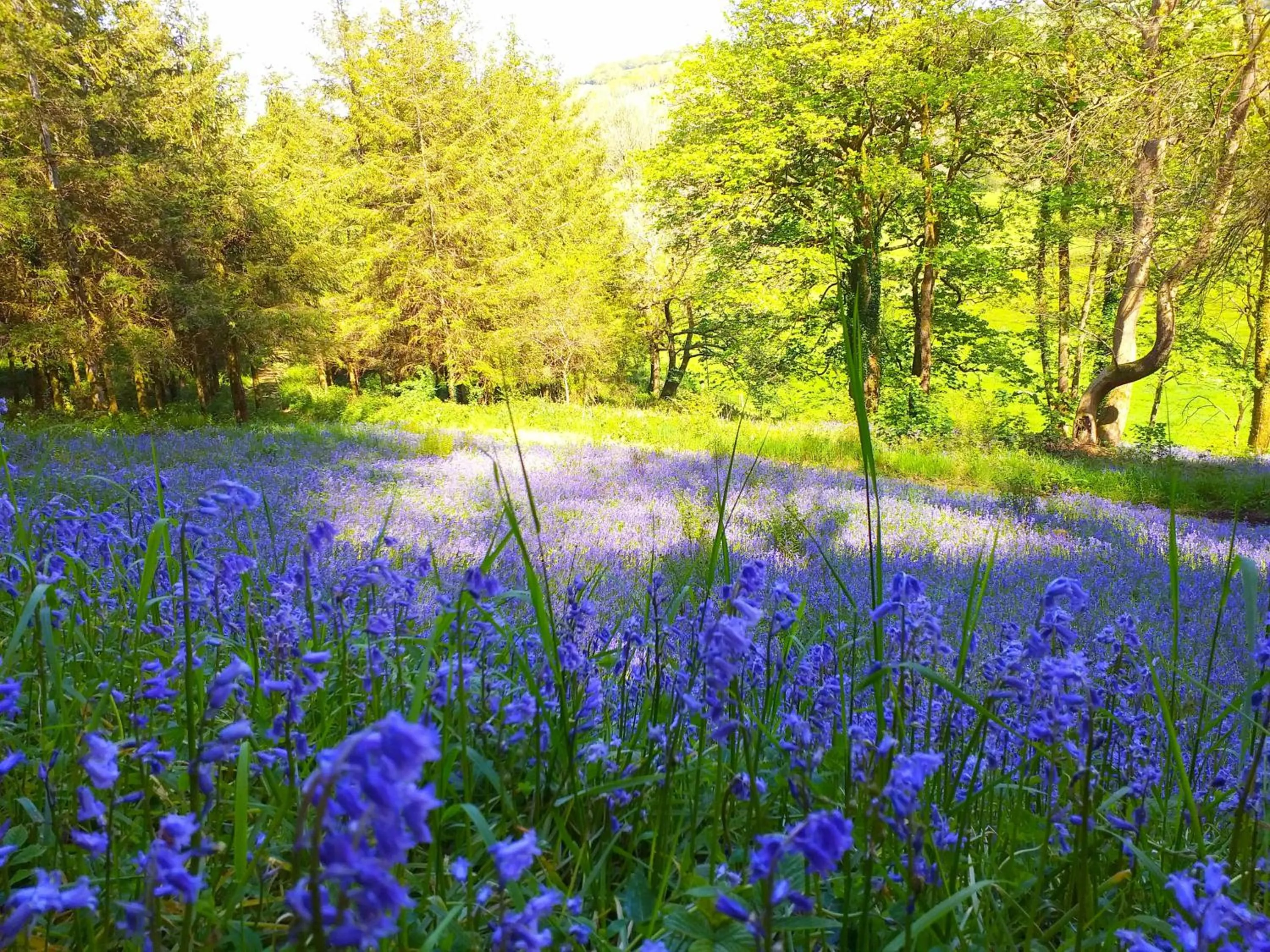 Other in Lobhill Farmhouse Bed and Breakfast and Self Catering Accommodation