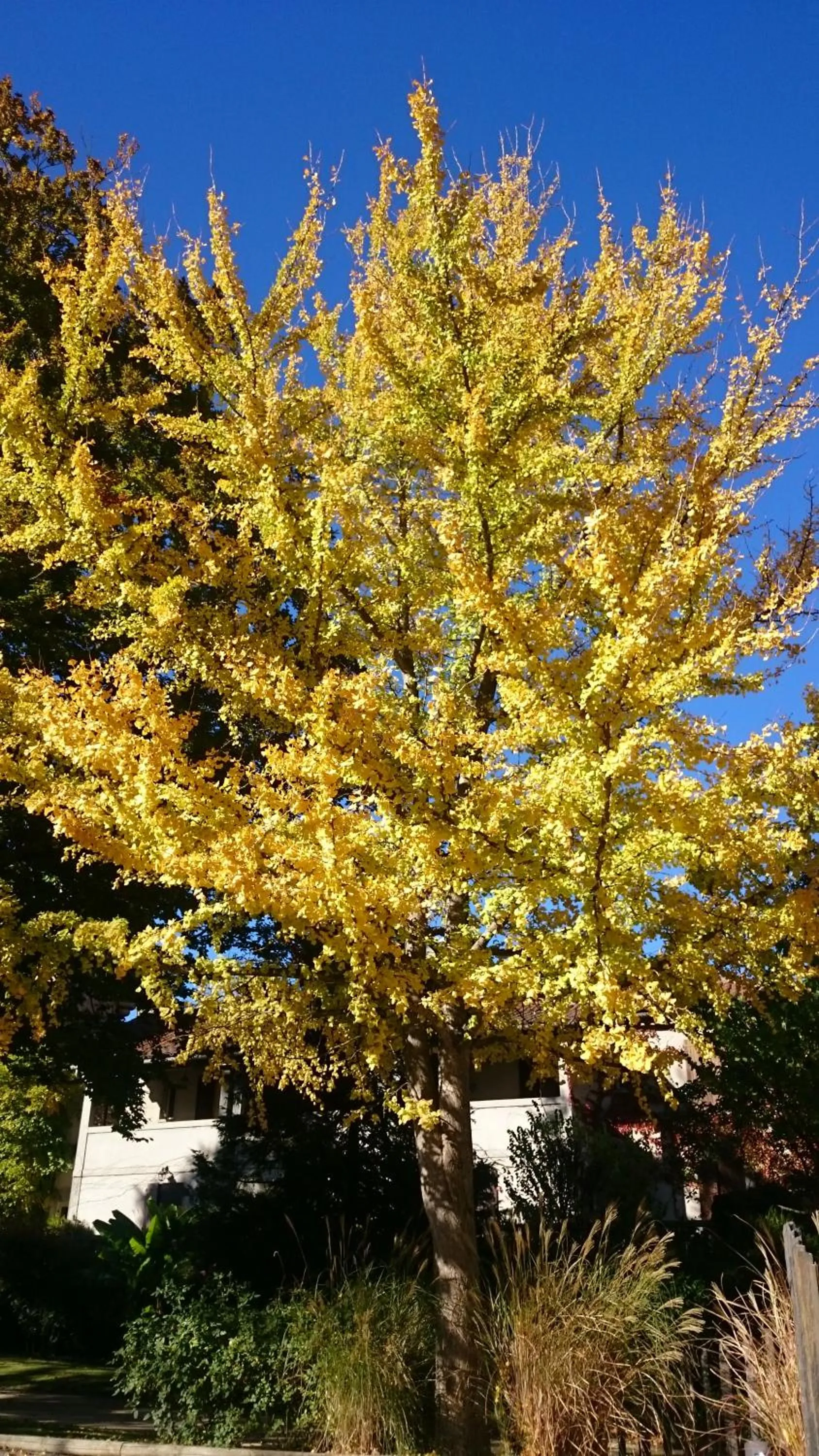 Chateau de Creissels