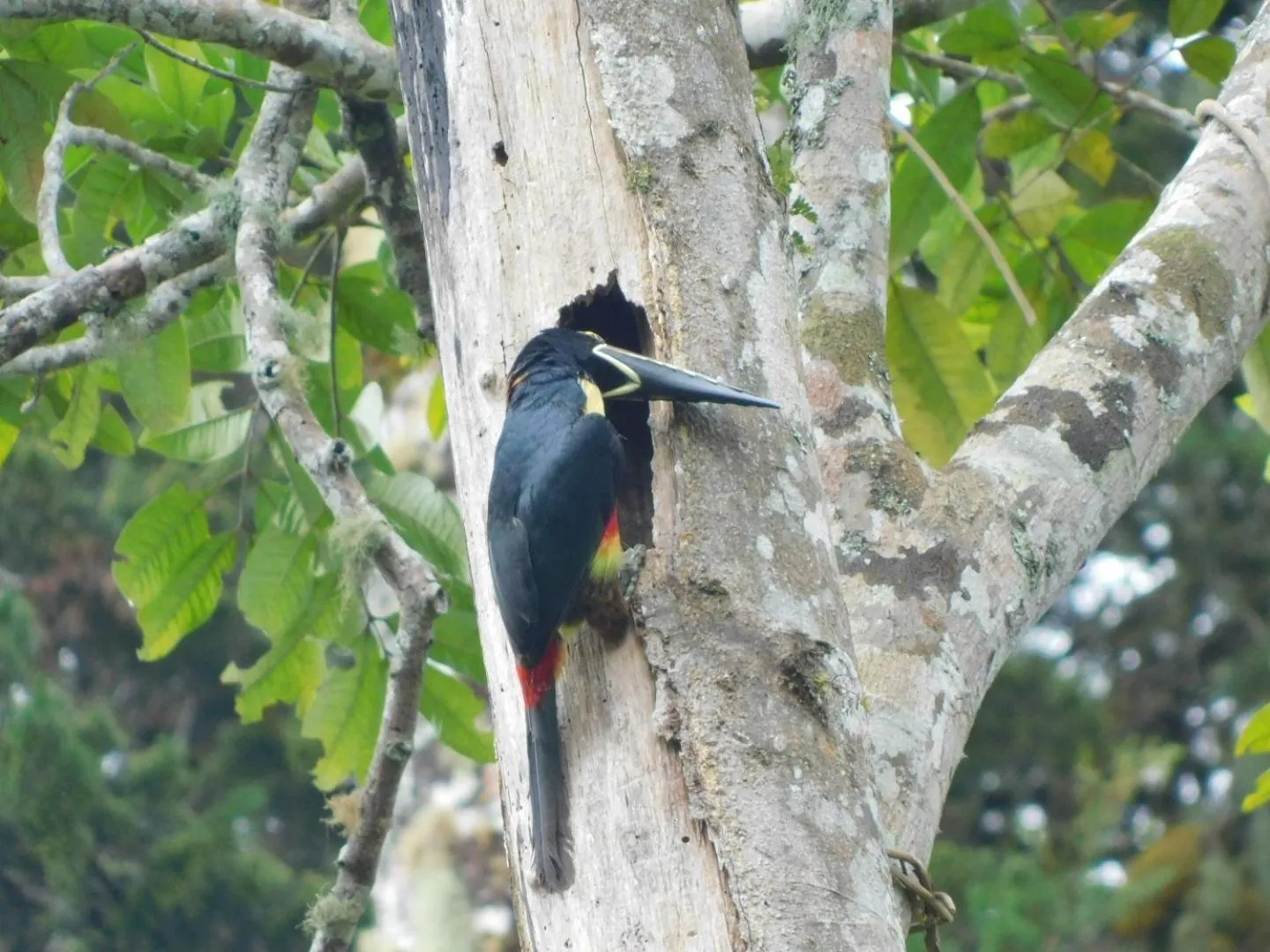 Natural landscape in Guayabo Lodge