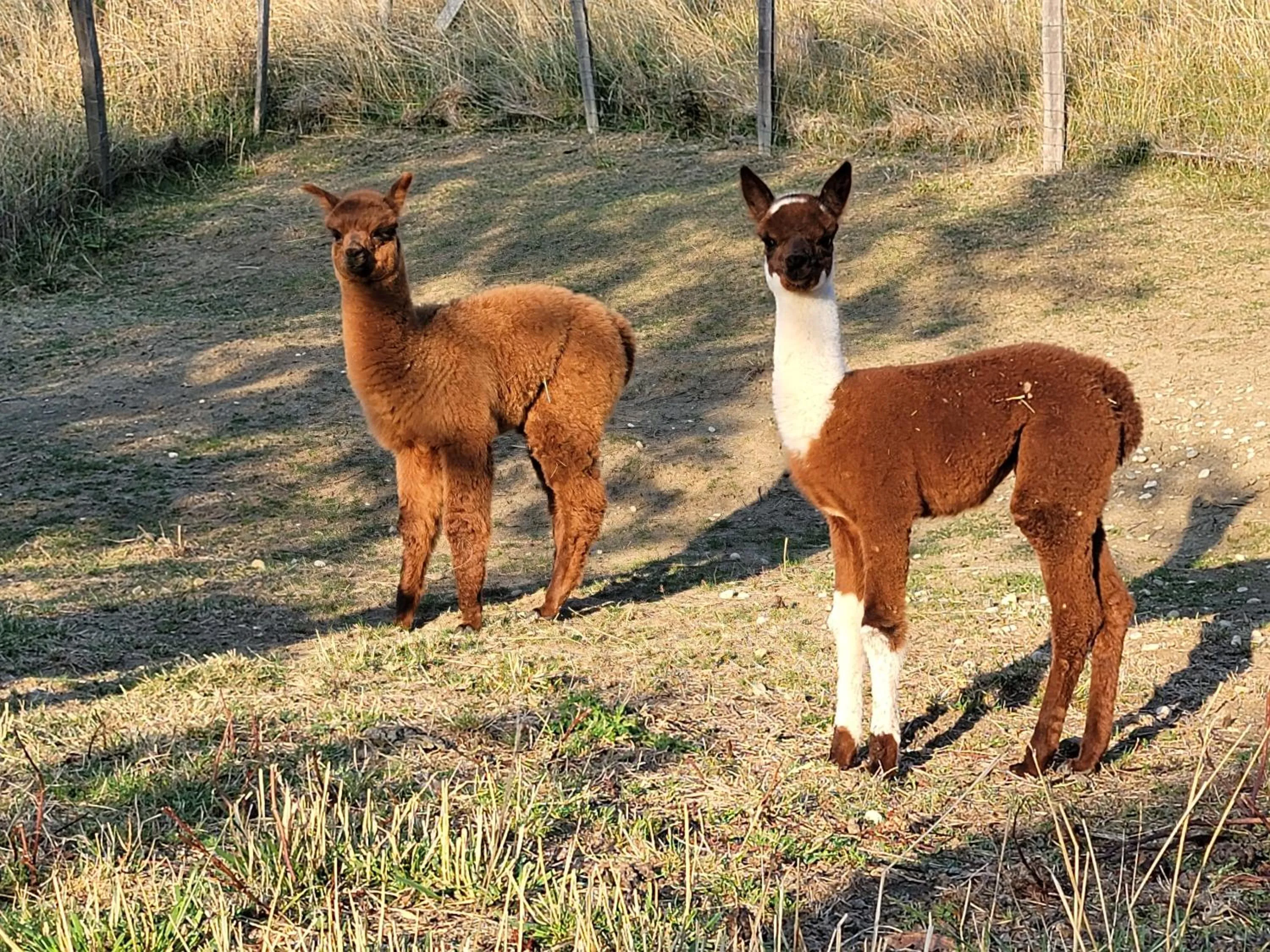 ALPAGAS DU DOMAINE MAEL