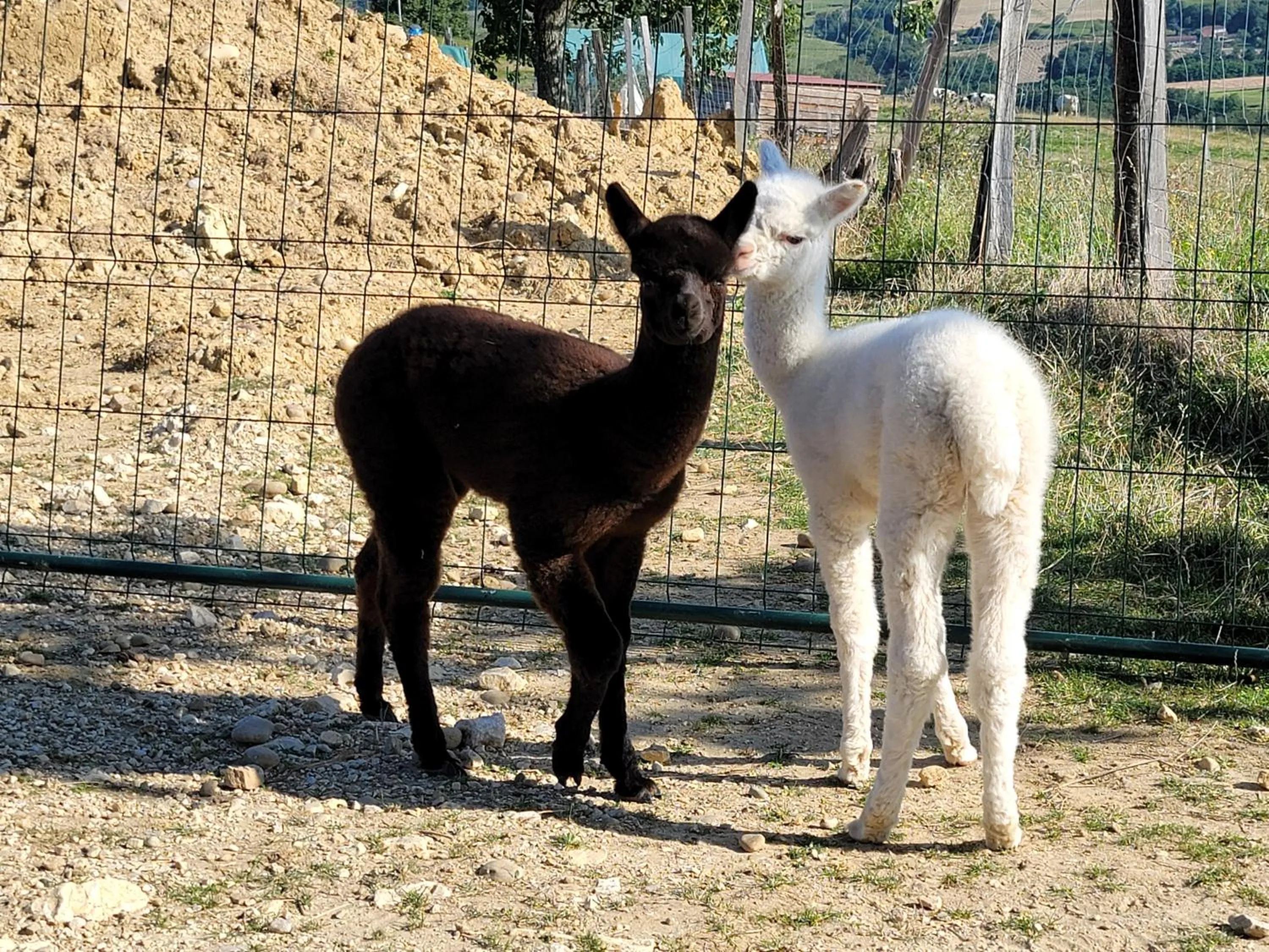 ALPAGAS DU DOMAINE MAEL