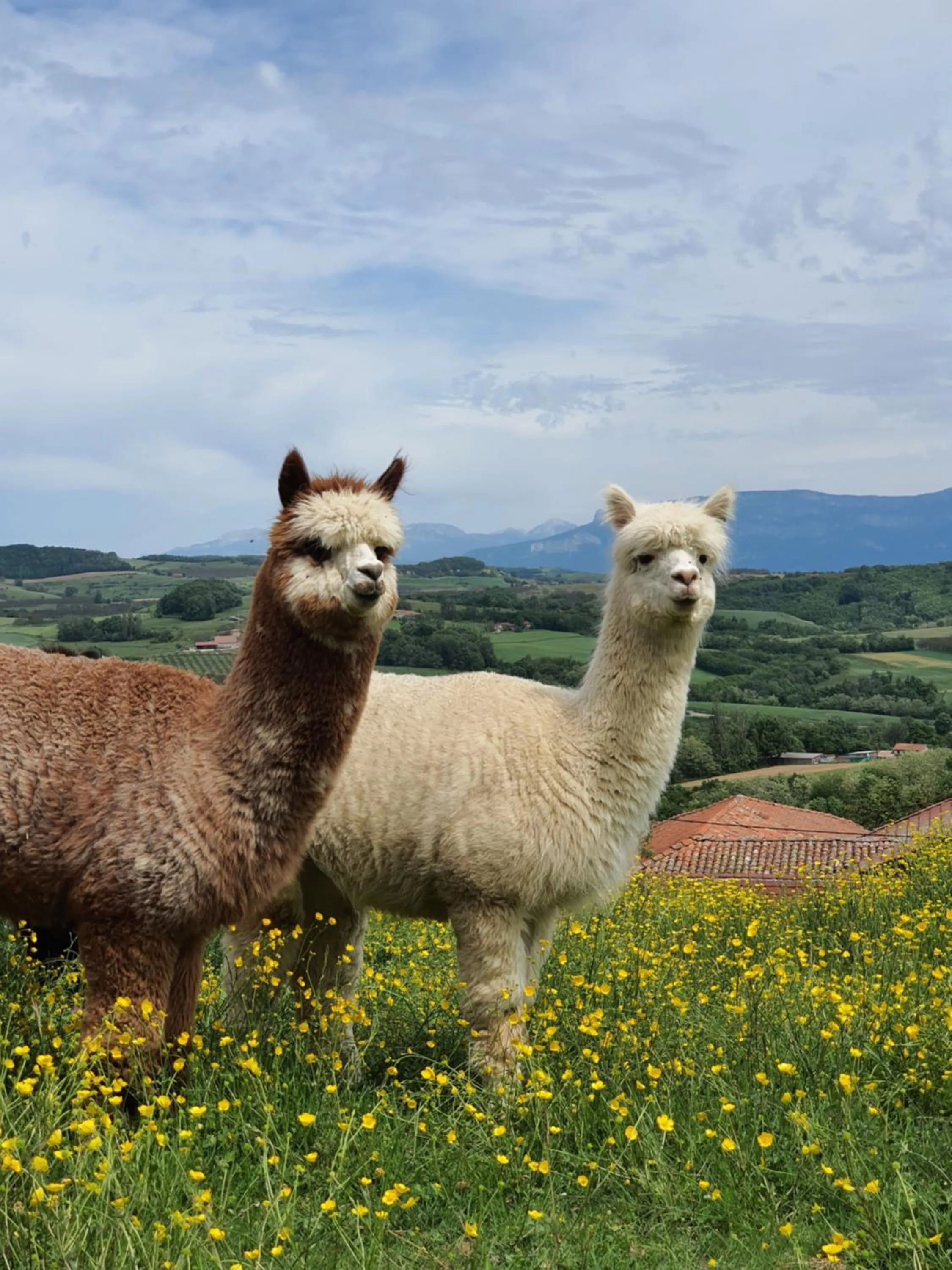 Animals in ALPAGAS DU DOMAINE MAEL