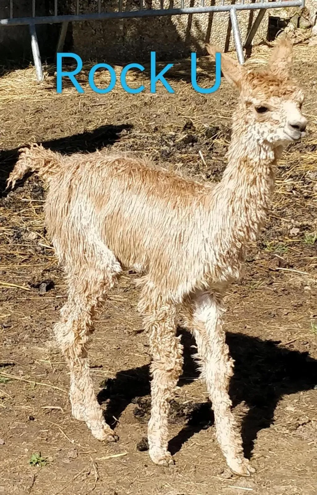 ALPAGAS DU DOMAINE MAEL