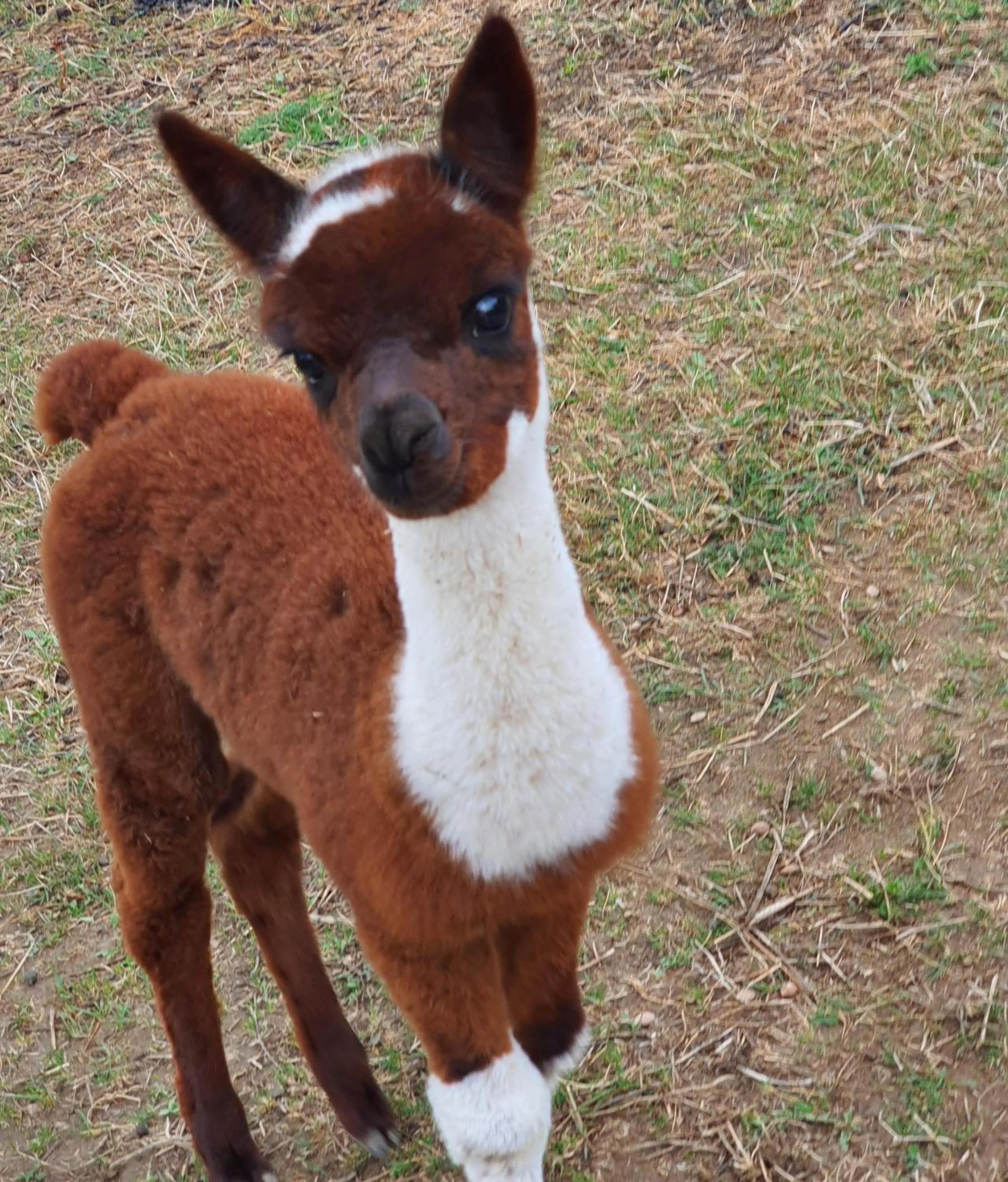 Animals in ALPAGAS DU DOMAINE MAEL