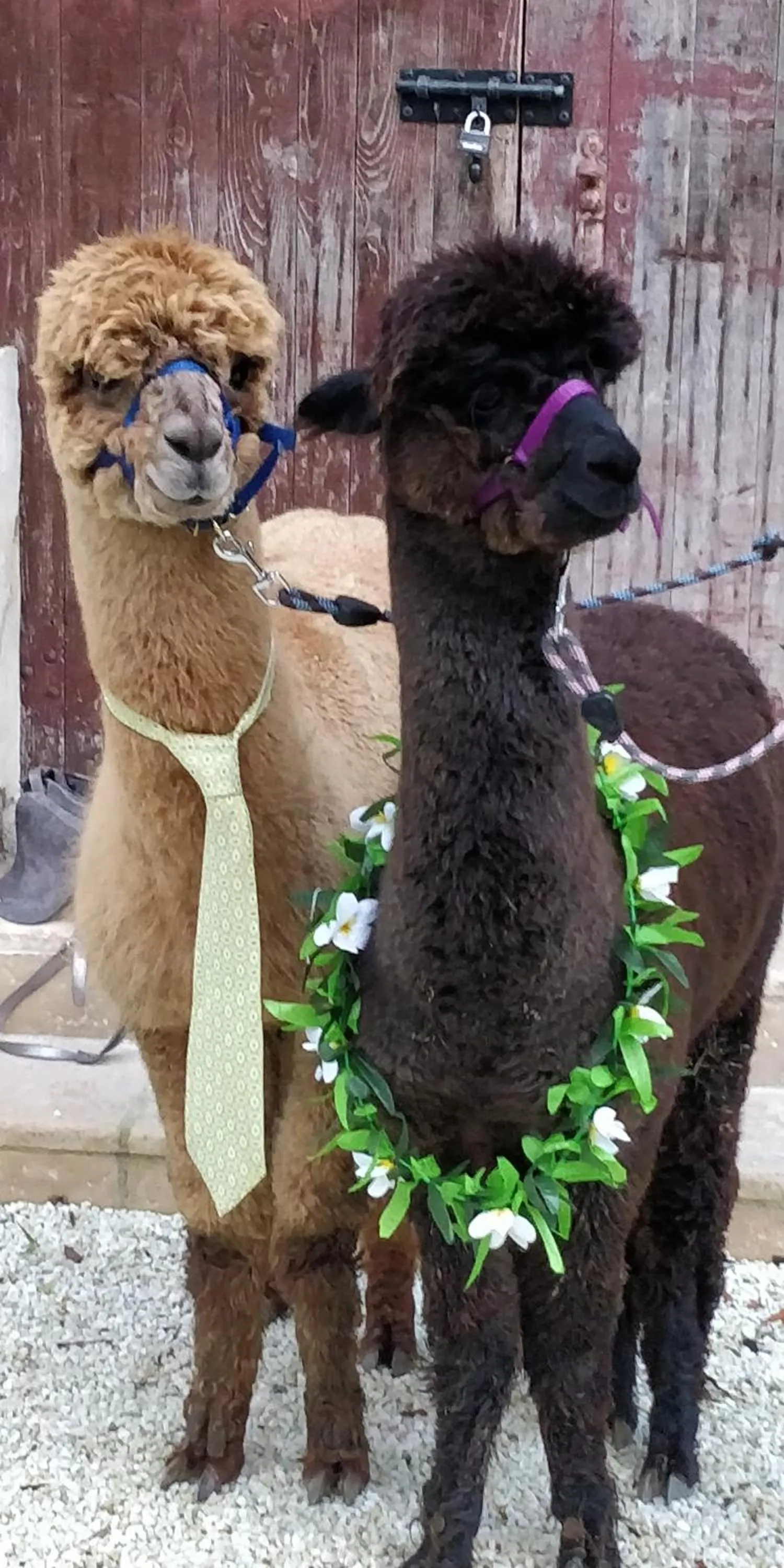 Animals in ALPAGAS DU DOMAINE MAEL